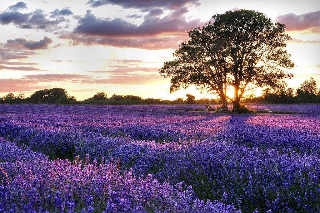 nature, Field, art, fields, tree, hd, 480P, sky, lavender, HD Wallpaper