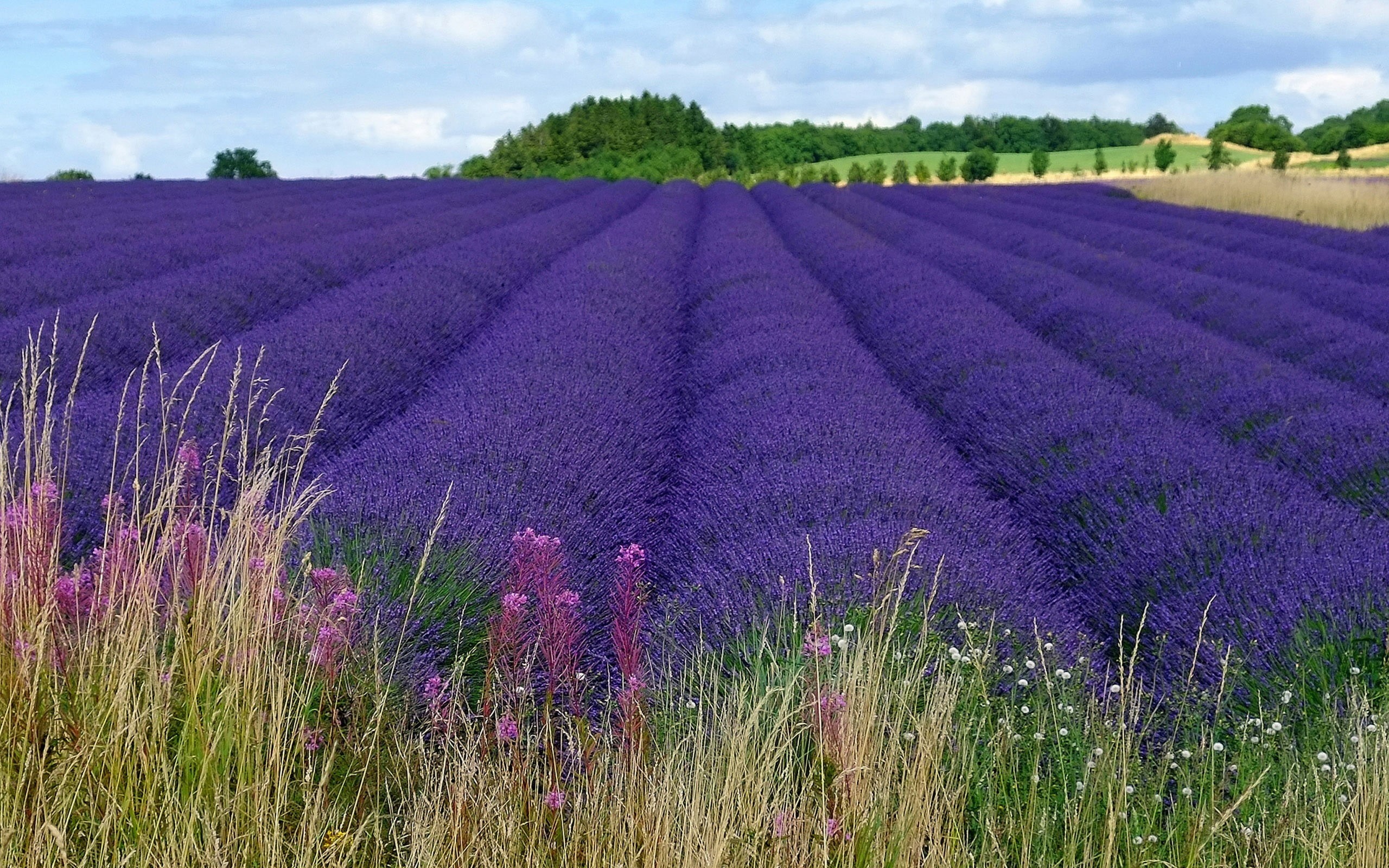 freshness, beauty in nature, flowerbed, growth, flower, purple, fragility, flower head, rural scene, agriculture, lavender colored, no people, flowers, HD Wallpaper