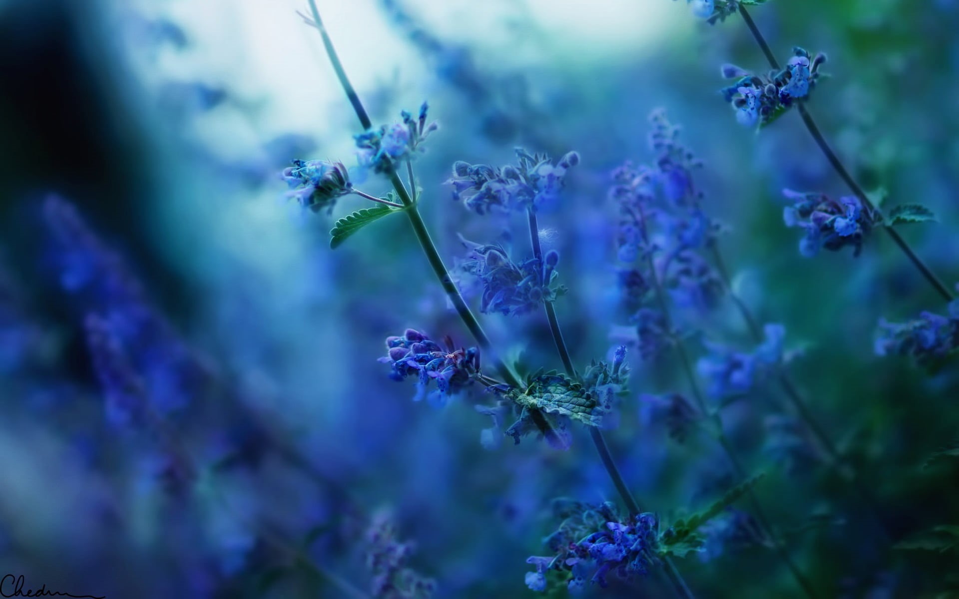vulnerability, beauty in nature, freshness, flower head, sunlight, selective focus, day, 1080P, botany, flowers, blue flowers, close-up, blue, no people, HD Wallpaper