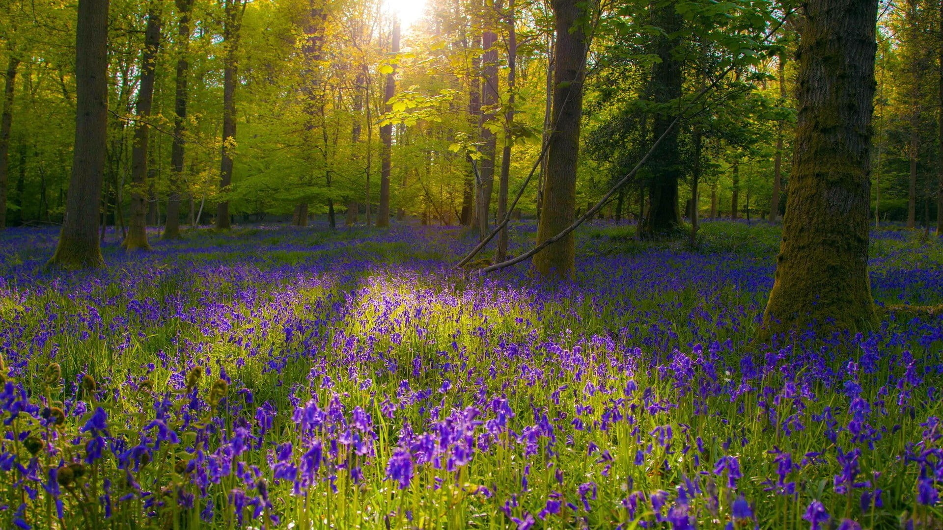 lavender, landscape, tree, outdoors, flower, plant, flowering plant, forest, purple, flowers, scenics - nature, trunk, growth, no people, tranquility, beauty in nature, HD Wallpaper
