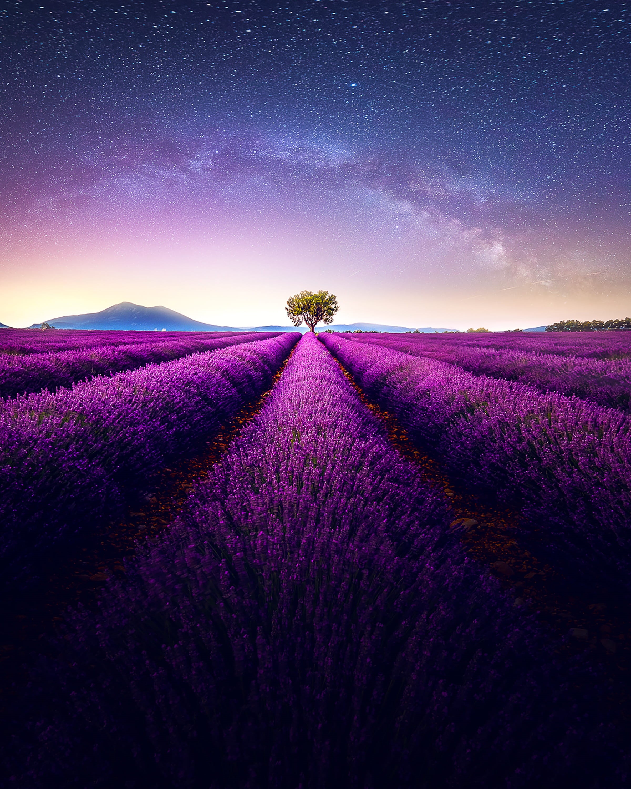 diminishing perspective, nature, tranquility, flower, rural scene, agriculture, astronomy, tranquil scene, field, scenics - nature, outdoors, beauty in nature, Phone HD Wallpaper