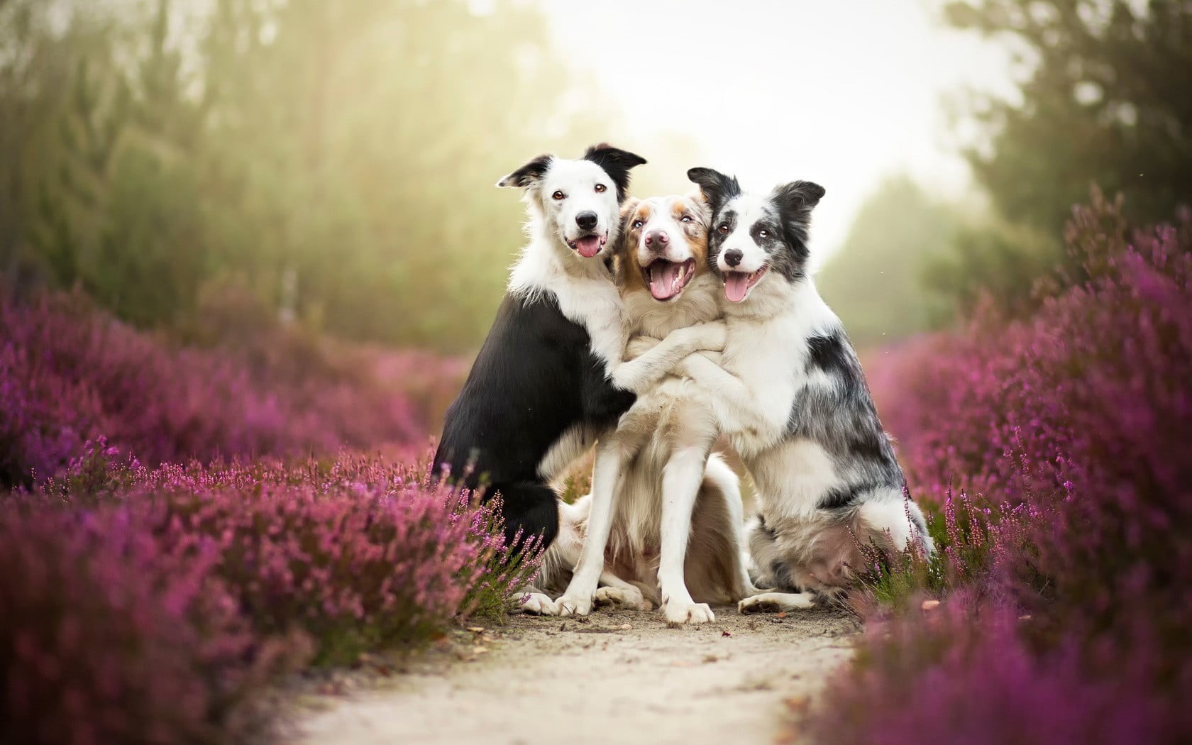 shallow, field, domestic, focus, nature, land, plant, mammal, path, canine, photography, short, animal themes, domestic animals, Border Collie, depth of field, HD Wallpaper