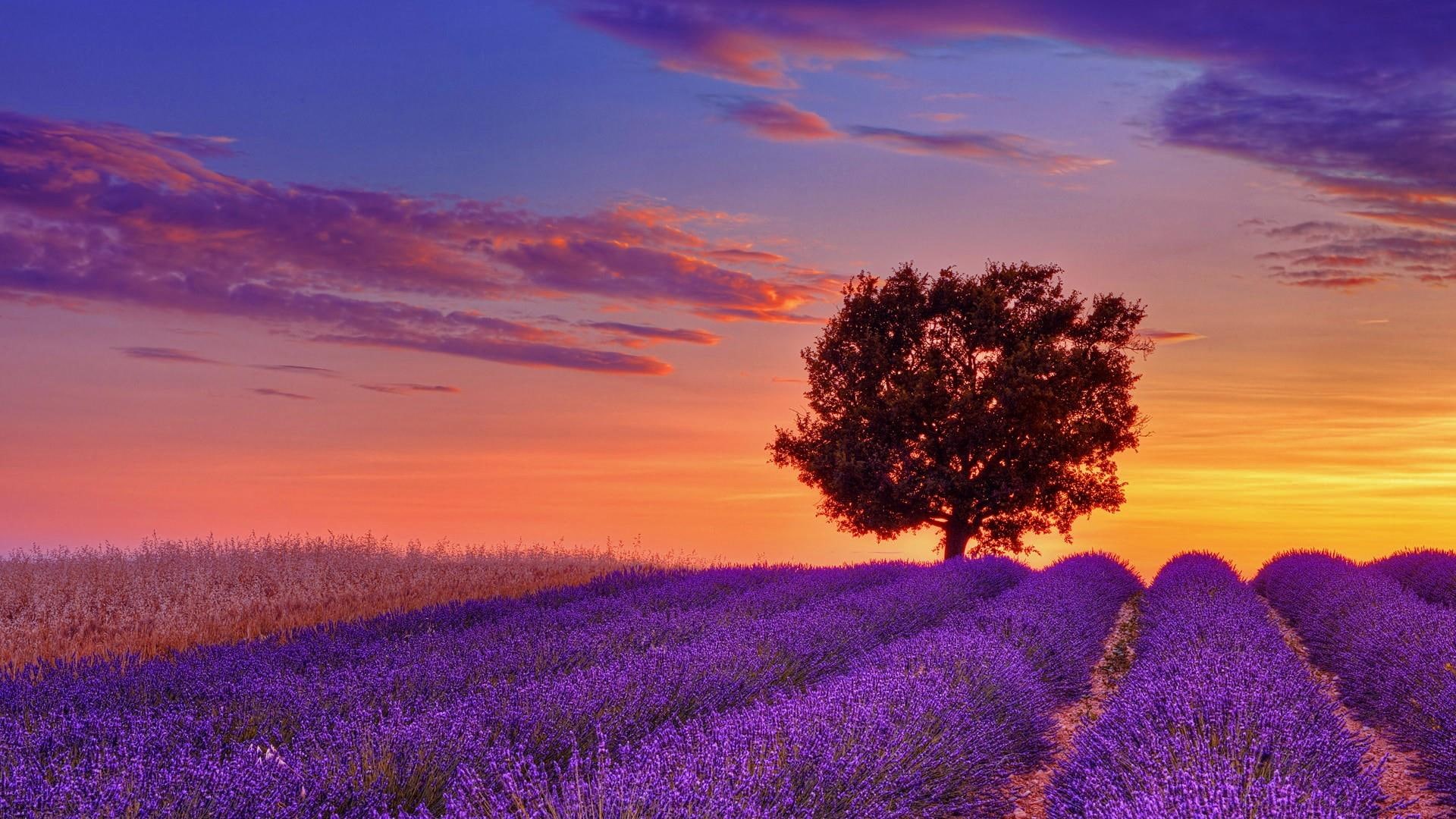 lone tree, lavender, lonely tree, field, lavender field, flowers, tree, sunset, lavender farm, 1080P, HD Wallpaper