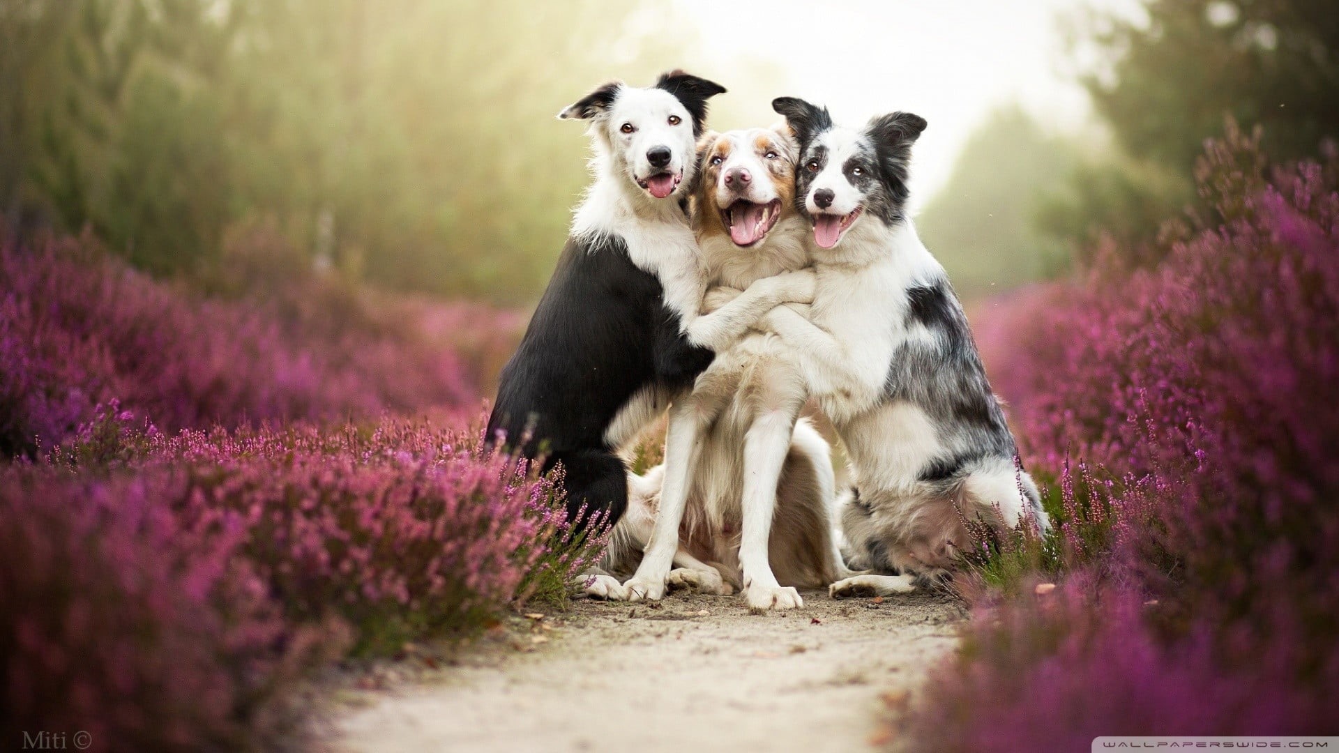 humor, border, animals, domestic animals, brown, smiling, Best Friend, one animal, daylight, canine, three, Border Collie, purple, mammal, selective focus, HD Wallpaper