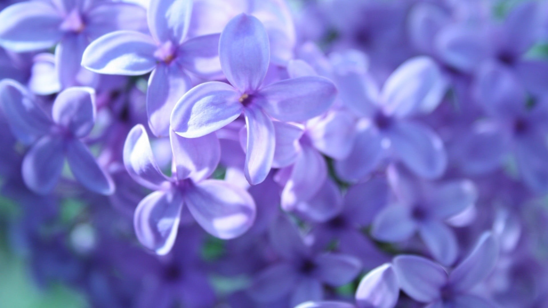 fragility, selective focus, petaled, outdoors, flower, lilac, violet, inflorescence, no people, growth, purple, lavender, close-up, beauty in nature, freshness, HD Wallpaper