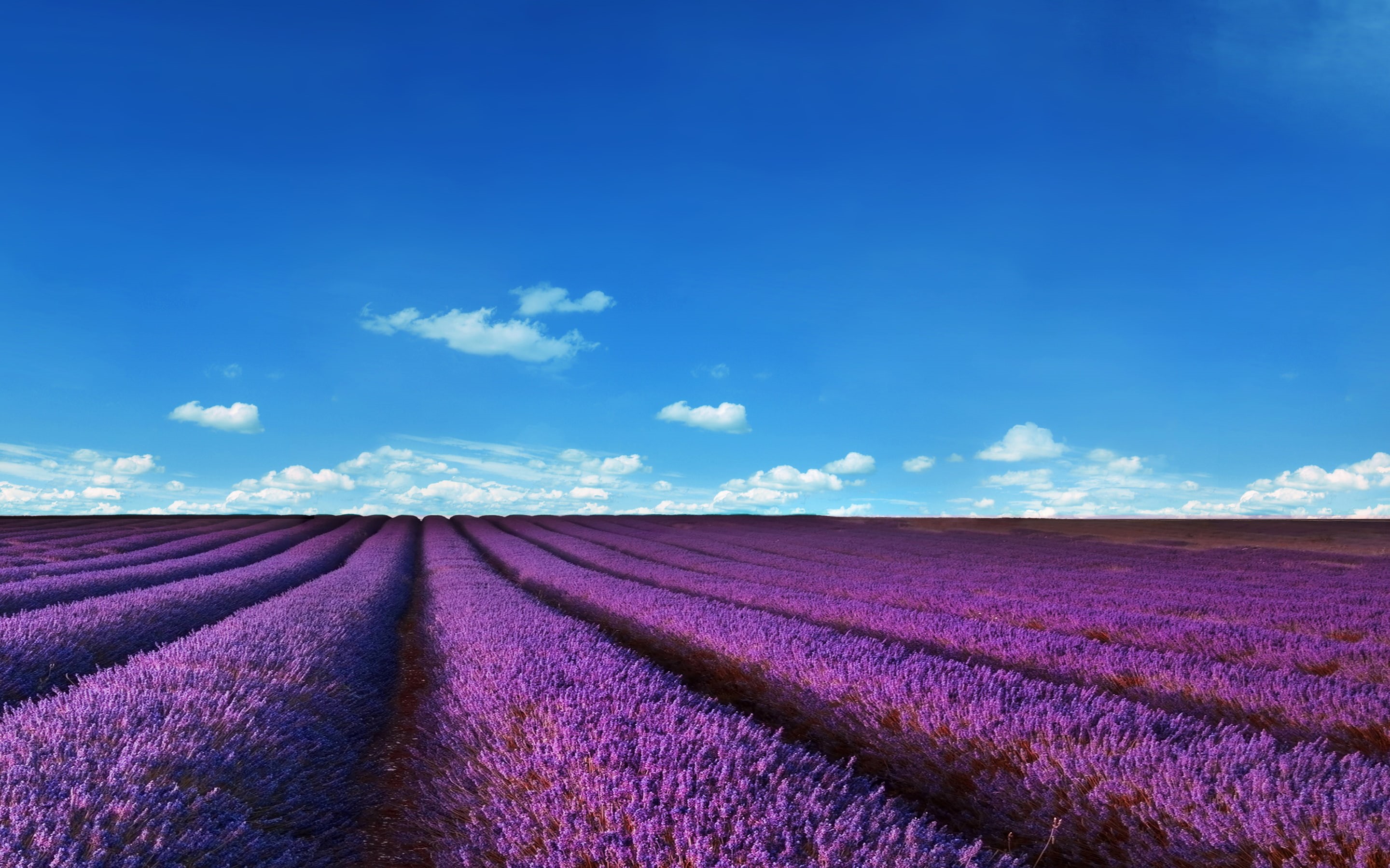 nature, lavender, 2K, sky, lavender fields, purple, fields, landscape, HD Wallpaper