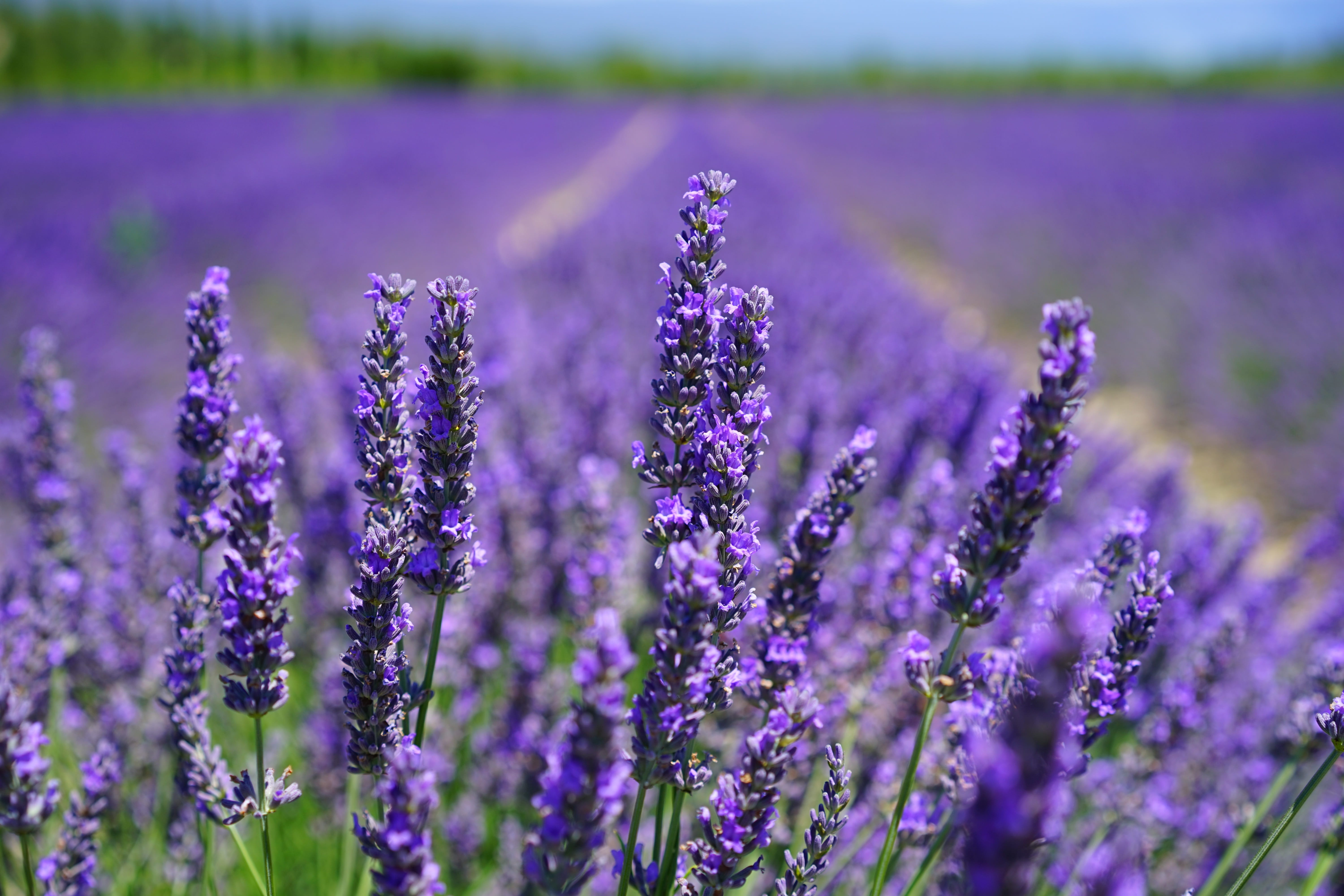 landscape, scented plant, wildblue, cottage garden, garden, decorative, focus, blooming lavender, fragrant, flowerbed, field, lavandula angustifolia, herbs, HD Wallpaper