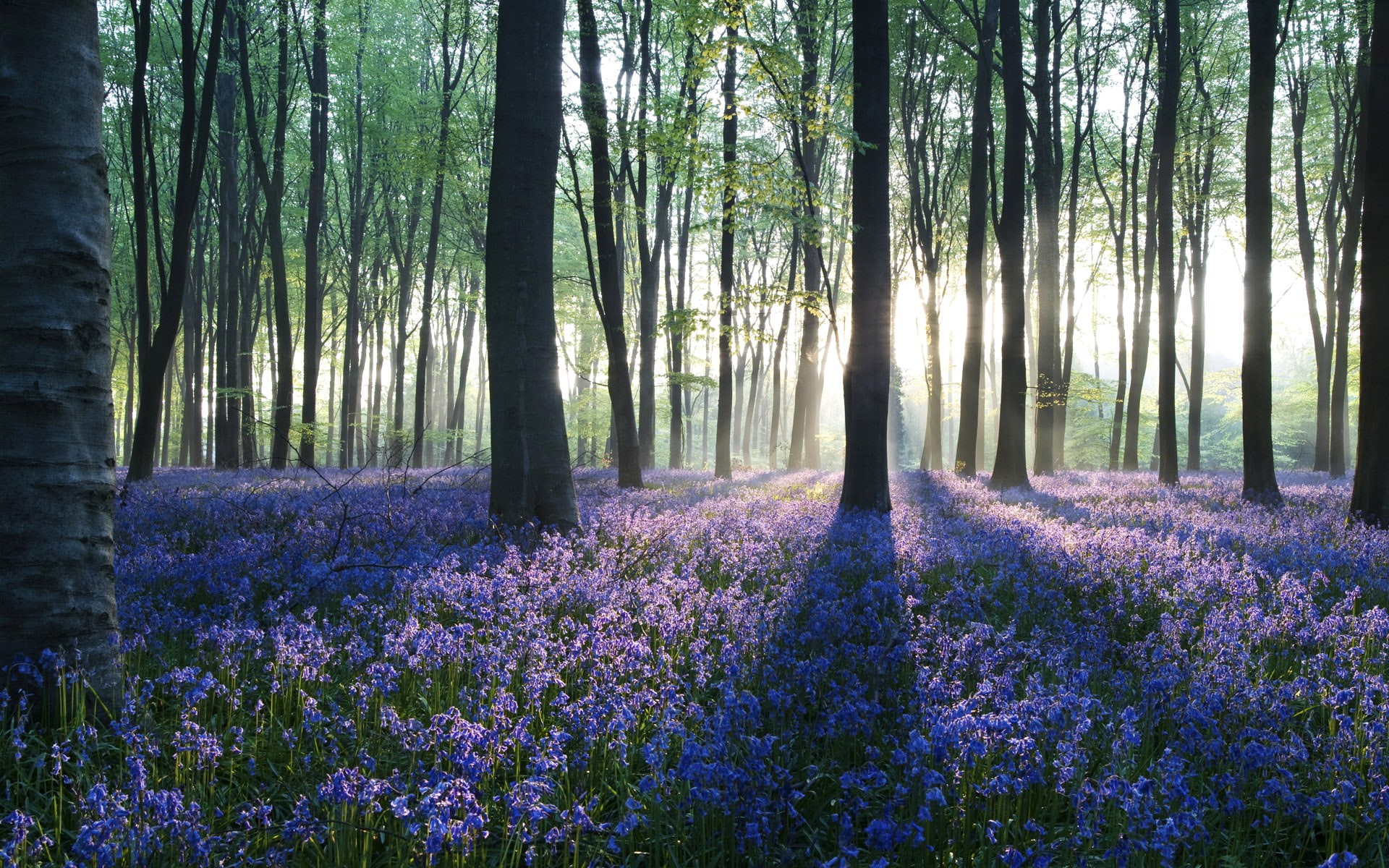 dawn, landscape, hd, forest, nature, field, lavender, in, 1080P, HD Wallpaper