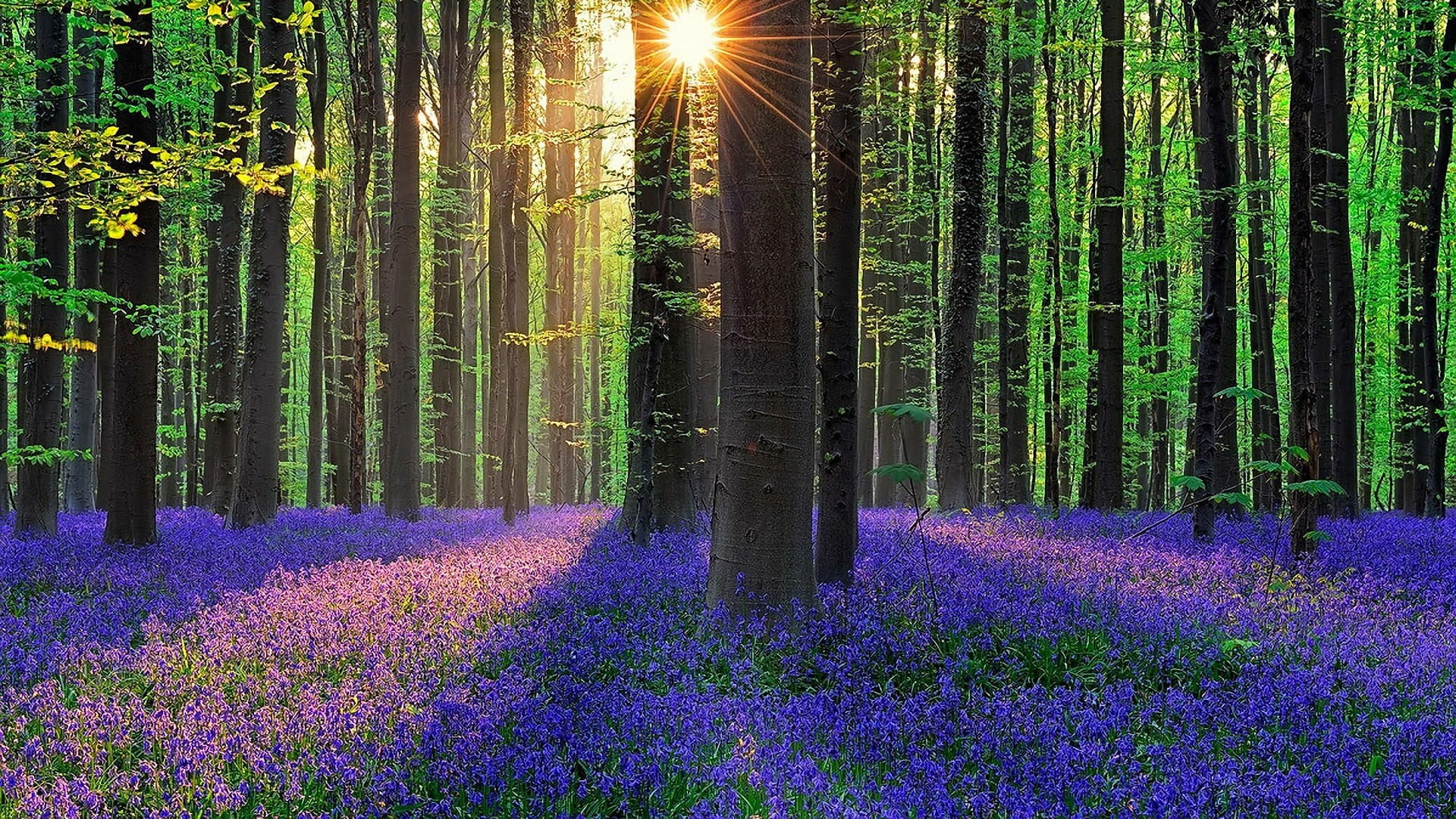 sunlight, lavender, land, spring, flowerbed, belgium, outdoors, bluebell, hallerbos, 1080P, light, flora, europe, beauty in nature, springtime, plant, HD Wallpaper