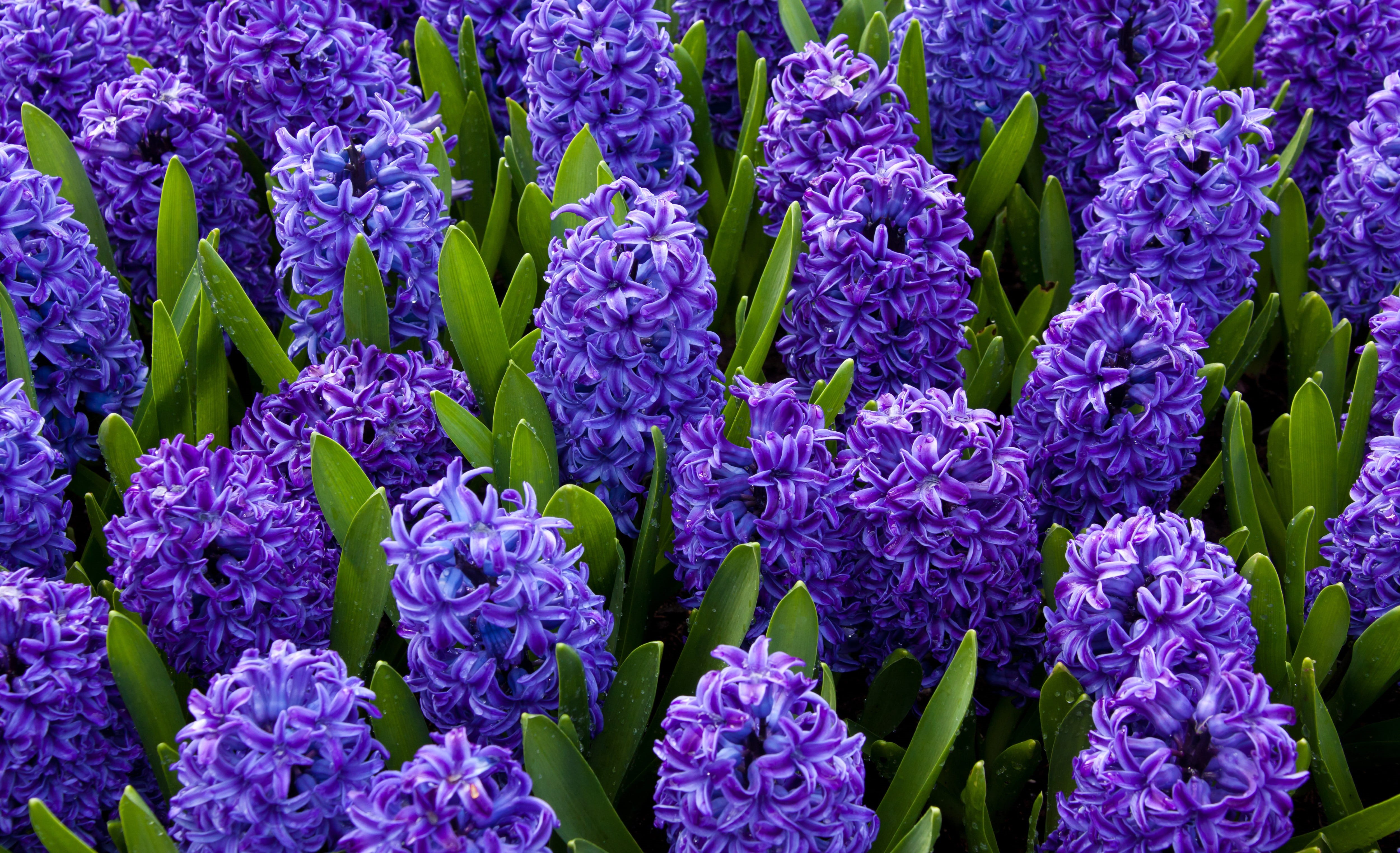 spring, no people, backgrounds, vibrant, daytime, flora, inflorescence, 4K, outdoors, petal, close, Blossom, detail, floral, flowerbed, purple, green Color, HD Wallpaper
