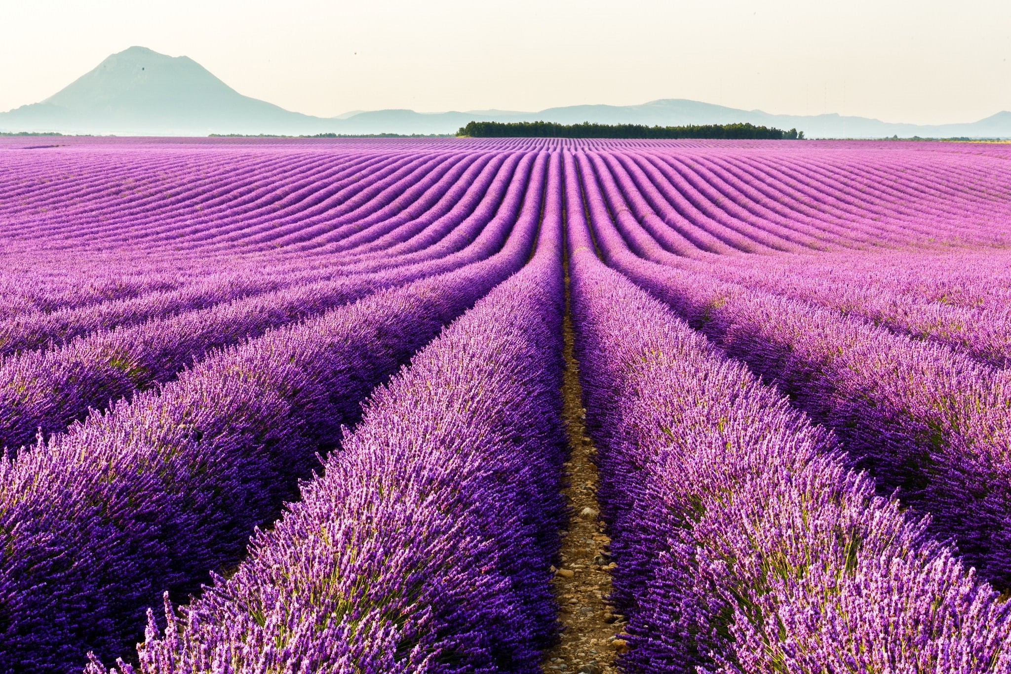 Provence, plantation, lavender, mountains, France, flowers, 1080P, Valensole, HD Wallpaper