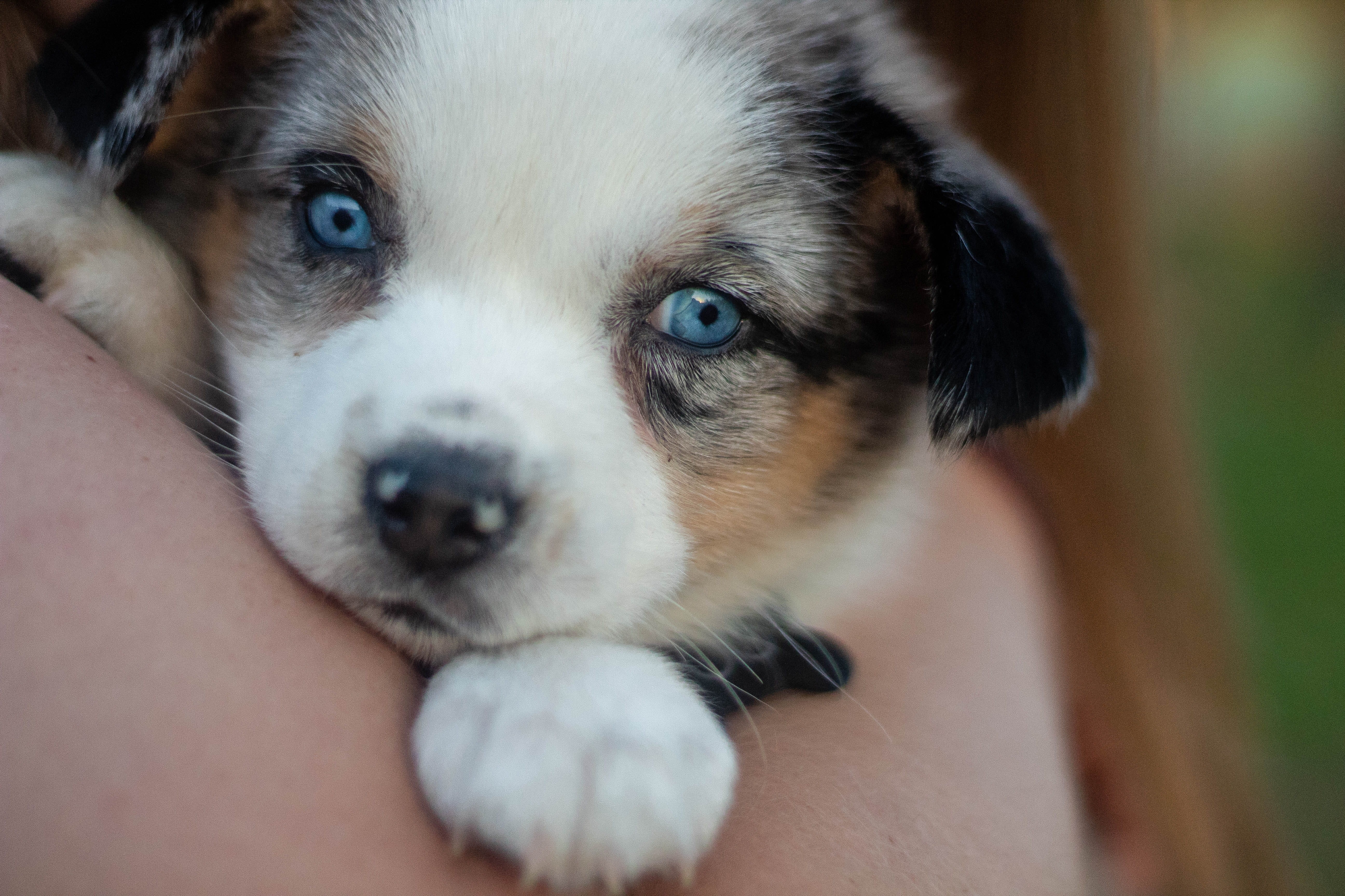 domestic, blue heeler, united states, close-up, 5K, focus on foreground, animal eye, mammal, chihuahua - dog, one animal, terrapin beer co., animal body part, HD Wallpaper