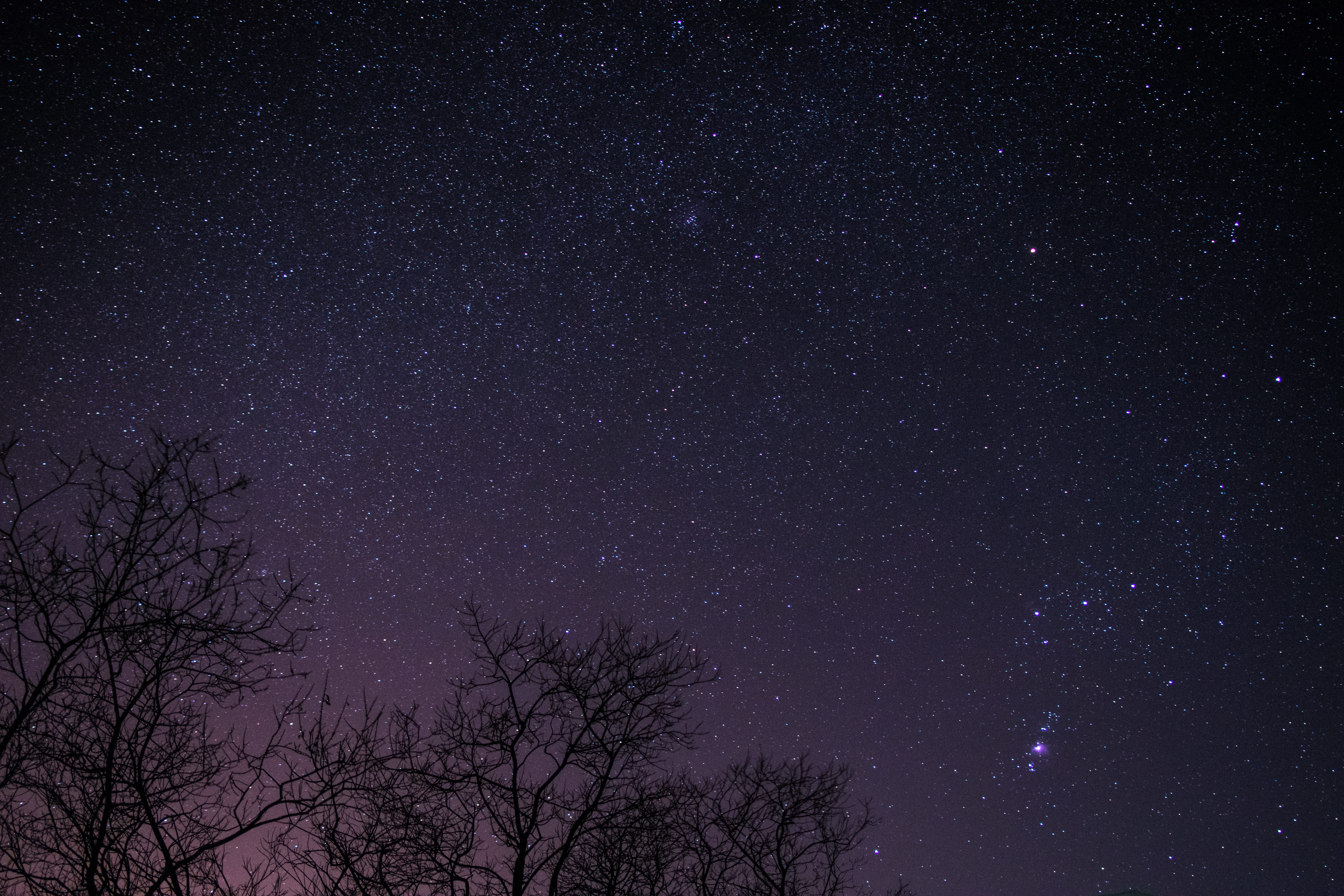 tress, nebula, tree, starry sky, universe, space and astronomy, idyllic, plant, galaxy, star field, night, starry, beauty in nature, silhouette, tranquil scene, HD Wallpaper
