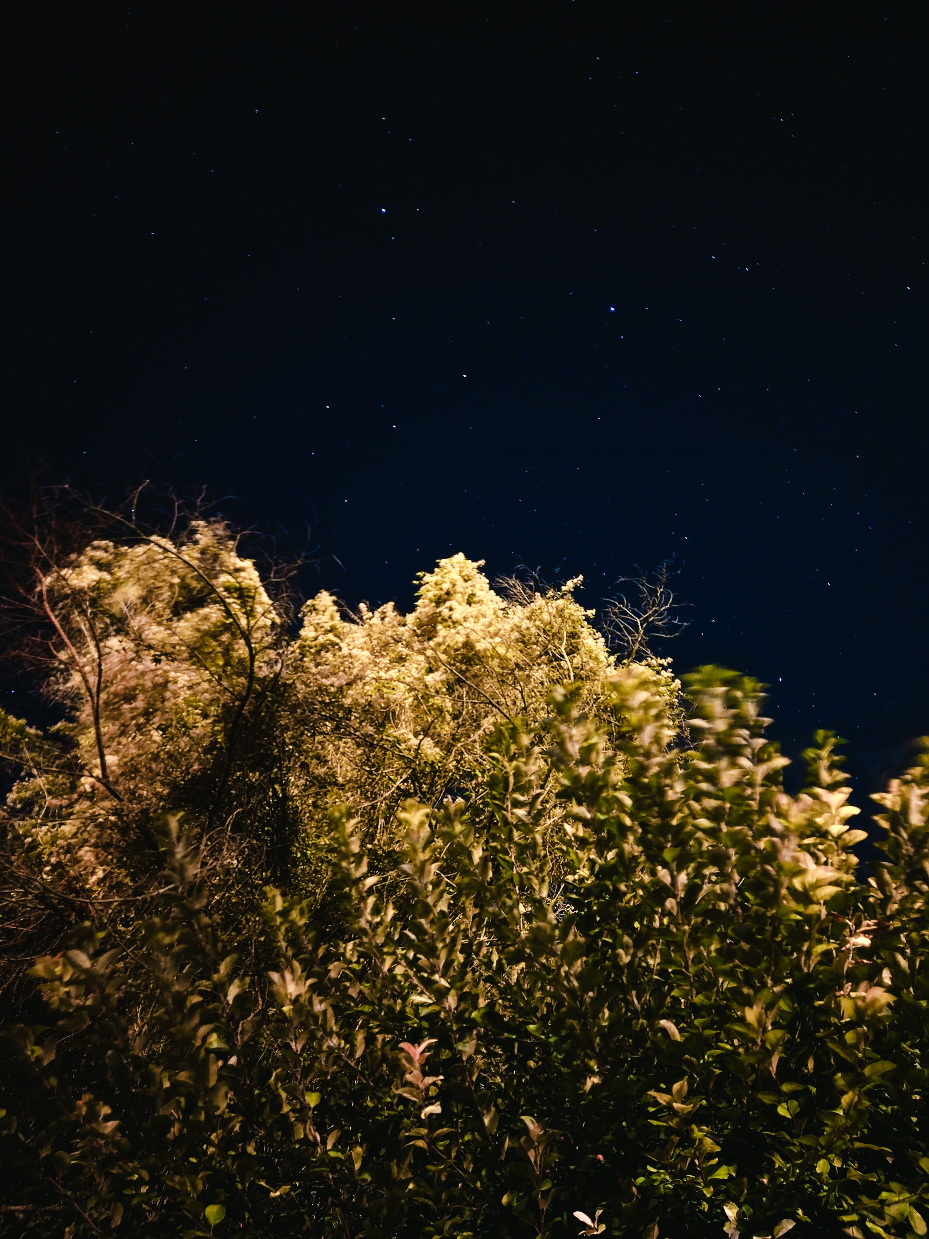 low angle view, tranquility, stars, trees, outdoors, astrophotography, scenics - nature, scapes, tree, no people, space, growth, star, starscapes, night sky, Phone HD Wallpaper