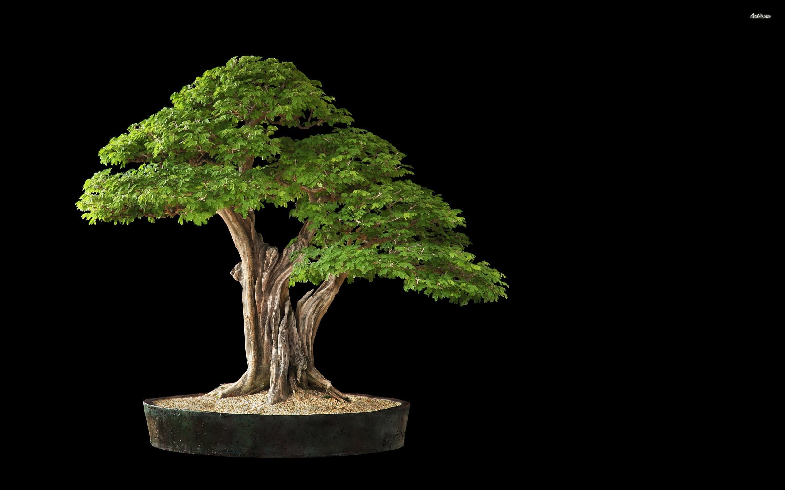 green color, beauty in nature, 2K, copy space, houseplant, tree, studio shot, plant, green, cut out, bonsai tree, botany, nature, bonsai, no people, black background, HD Wallpaper