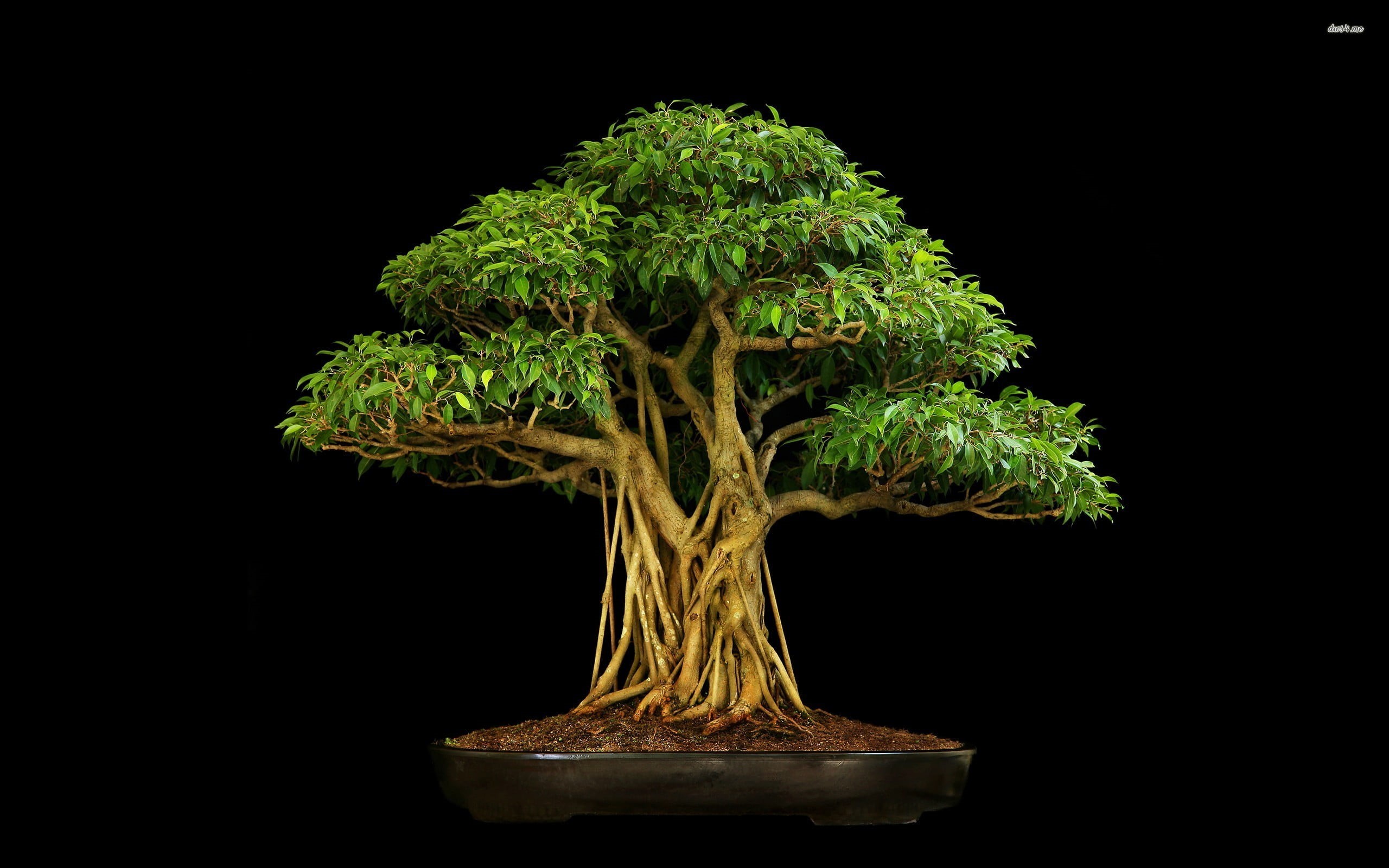 food and drink, beauty in nature, close-up, nature, indoors, bonsai, freshness, copy space, plant, plant part, studio shot, food, still life, no people, HD Wallpaper