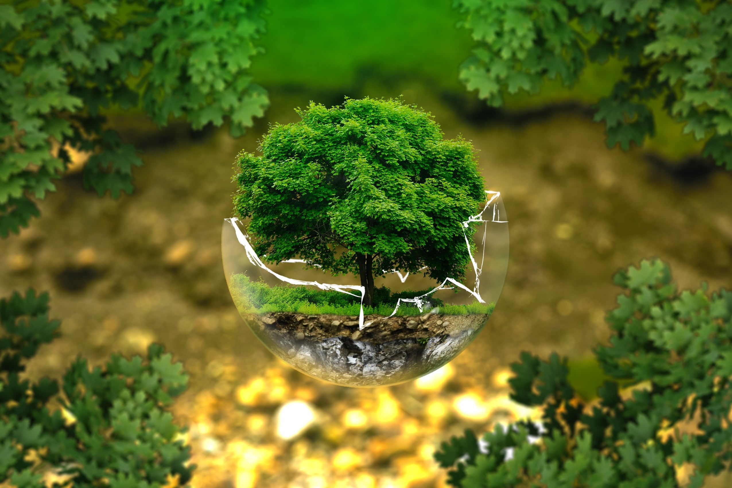 plant, organic, food and drink, land, glass ball, forest, tree protection, outdoors, no people, day, biology, sensitive, waldsterben, plant part, environment, HD Wallpaper