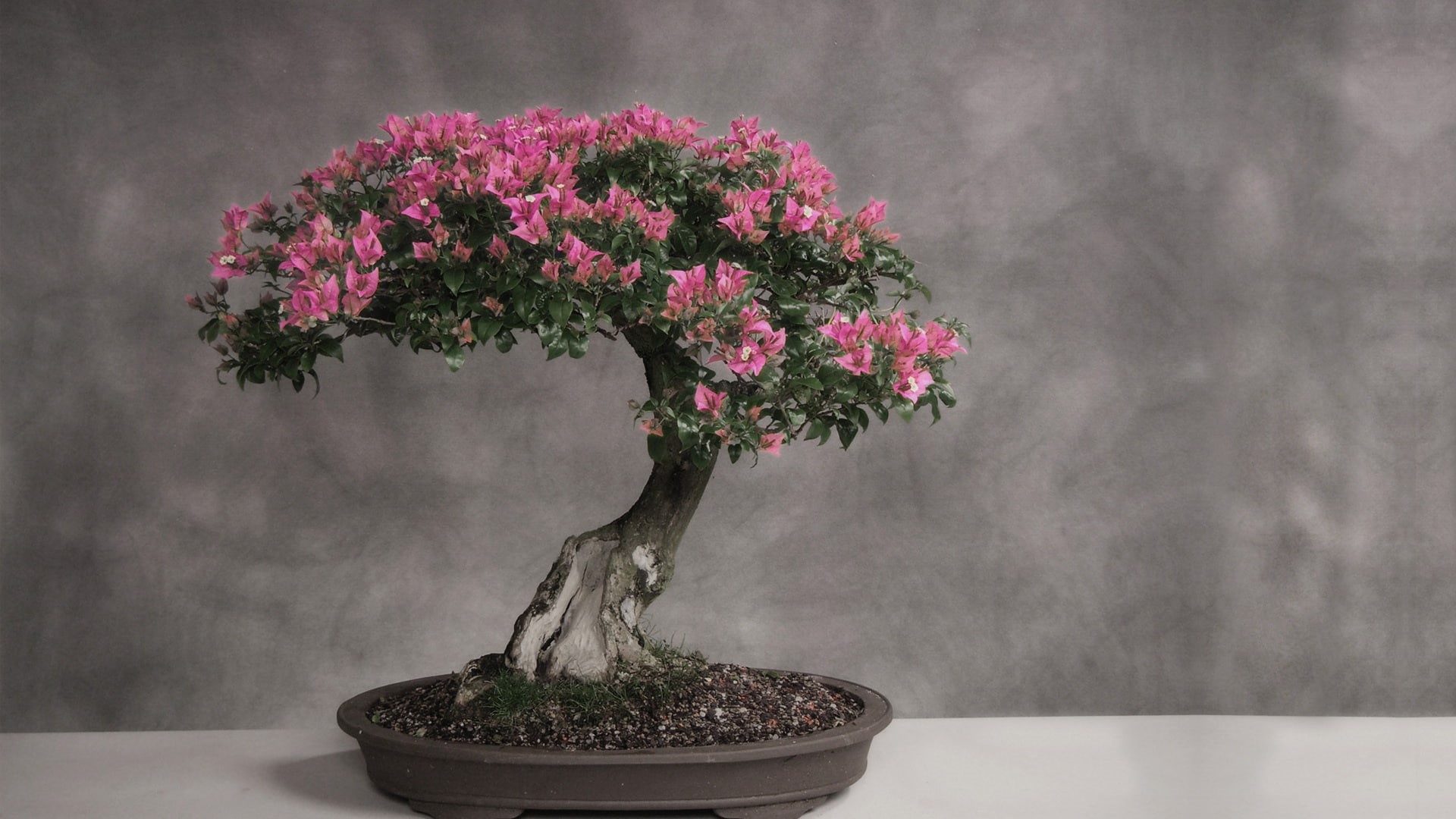1080P, Bonsai, Bougainvillea, Earth, HD Wallpaper