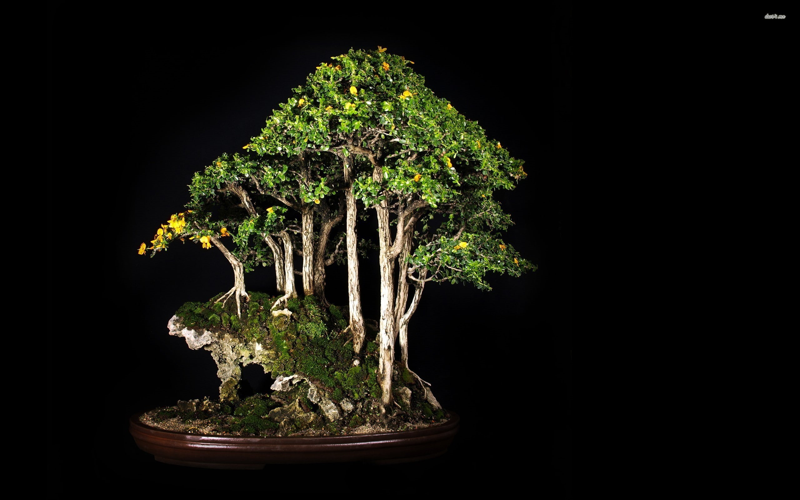 copy space, nature, tree trunk, studio shot, tree, black background, flower pot, growth, no people, indoors, beauty in nature, potted plant, bonsai, wood - material, HD Wallpaper