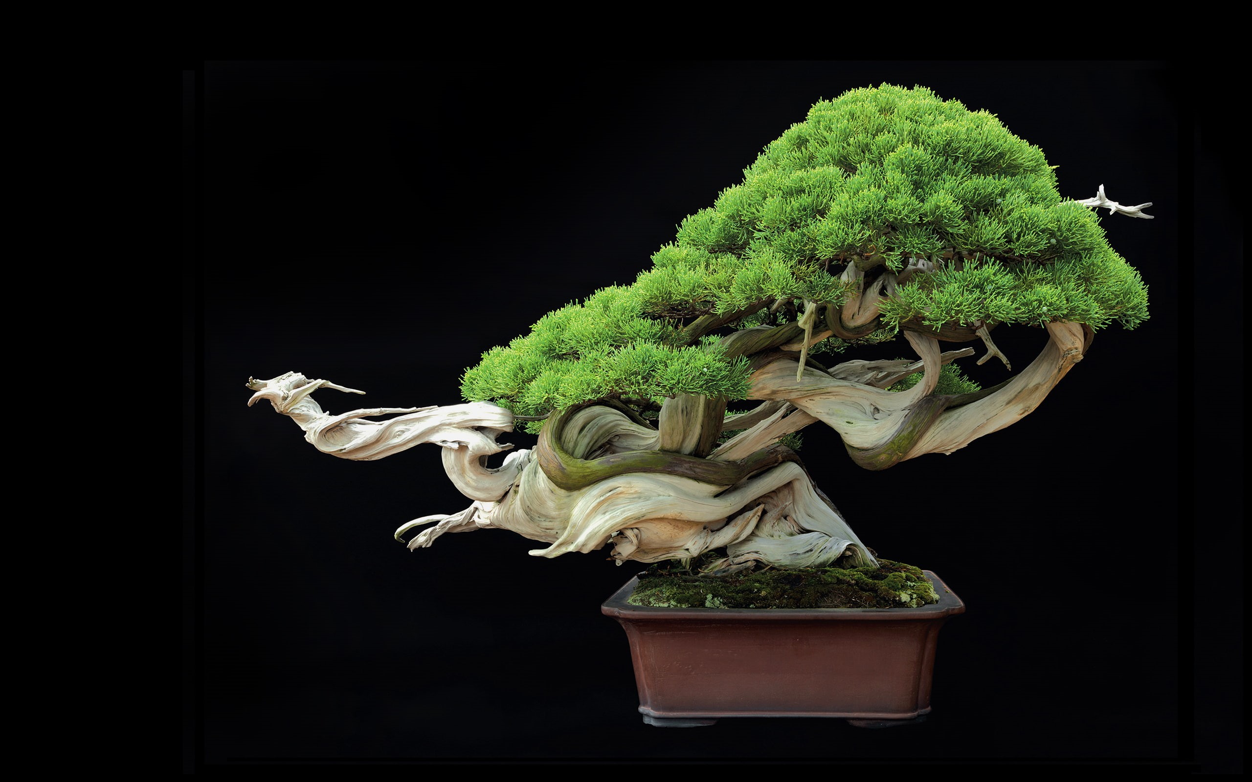 leaves, tree, bonsai, 2K, plants, HD Wallpaper
