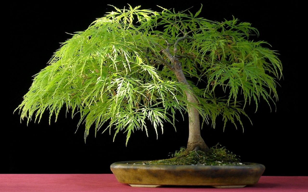 nature, 720P, tree, hd, bonsai, HD Wallpaper