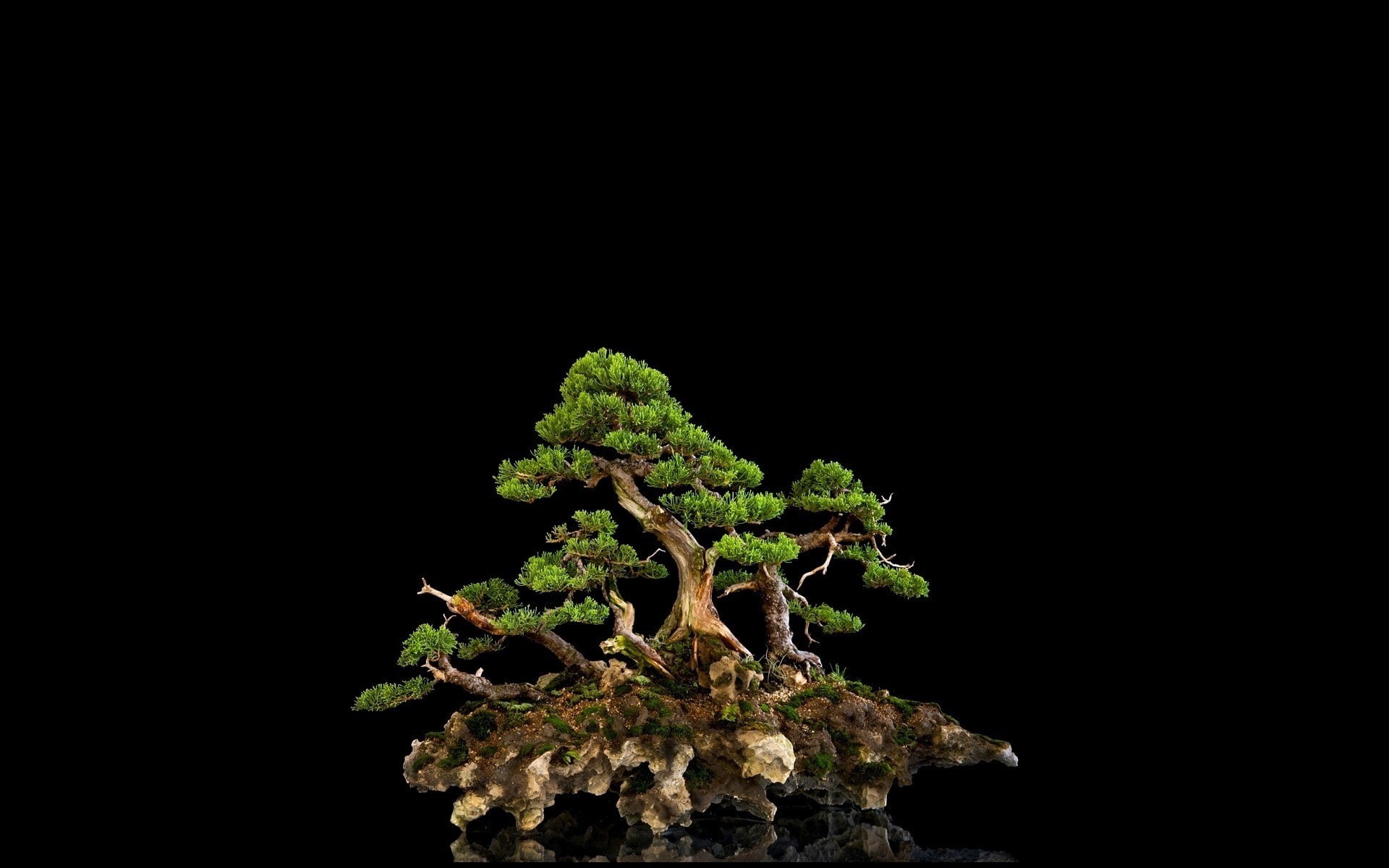 tree, hd, nature, green, 1080P, black, bonsai, HD Wallpaper