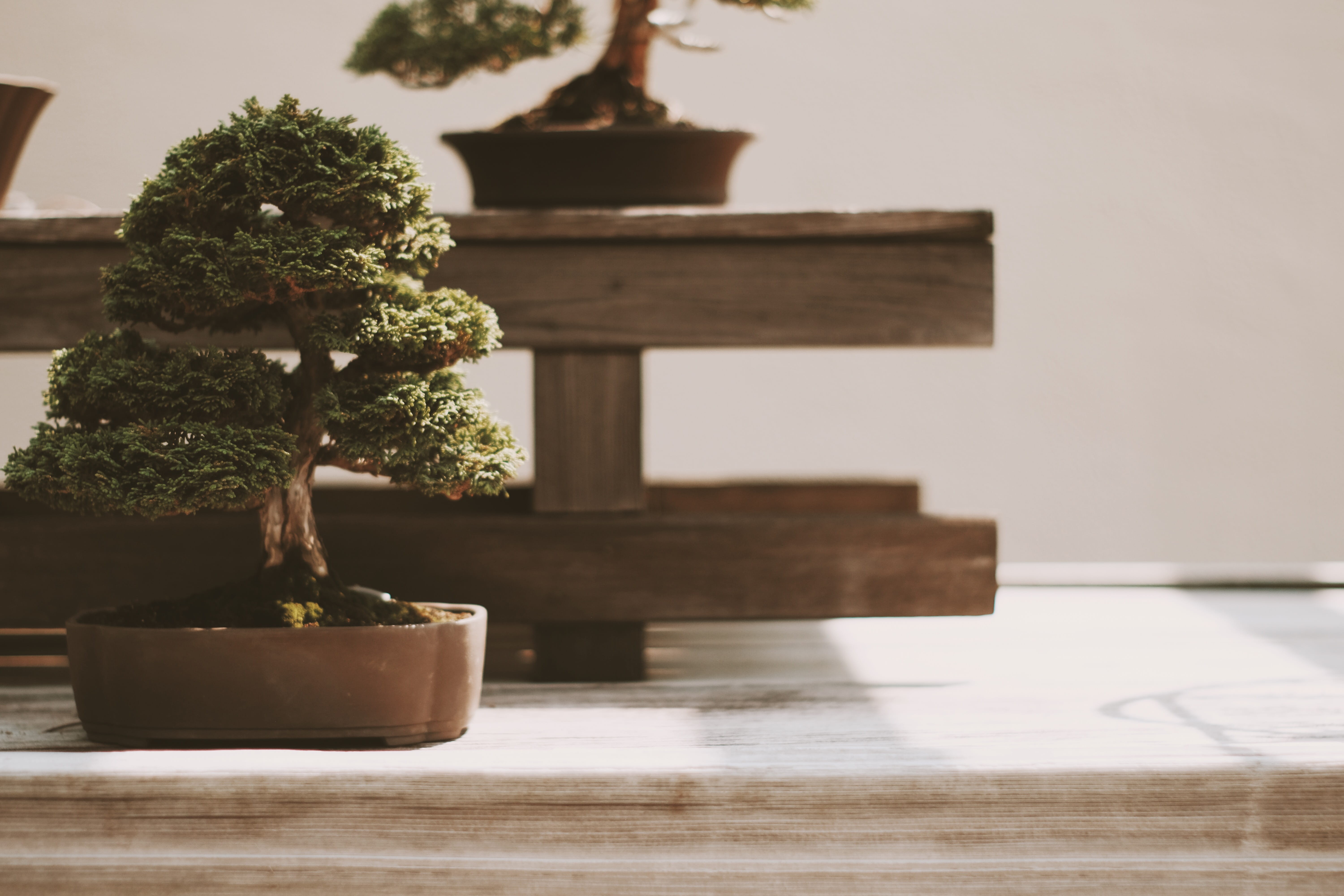nature, no people, plant, built structure, indoors, houseplant, green color, bonsai tree, selective focus, growth, tree, 5K, japanese garden, architecture, HD Wallpaper