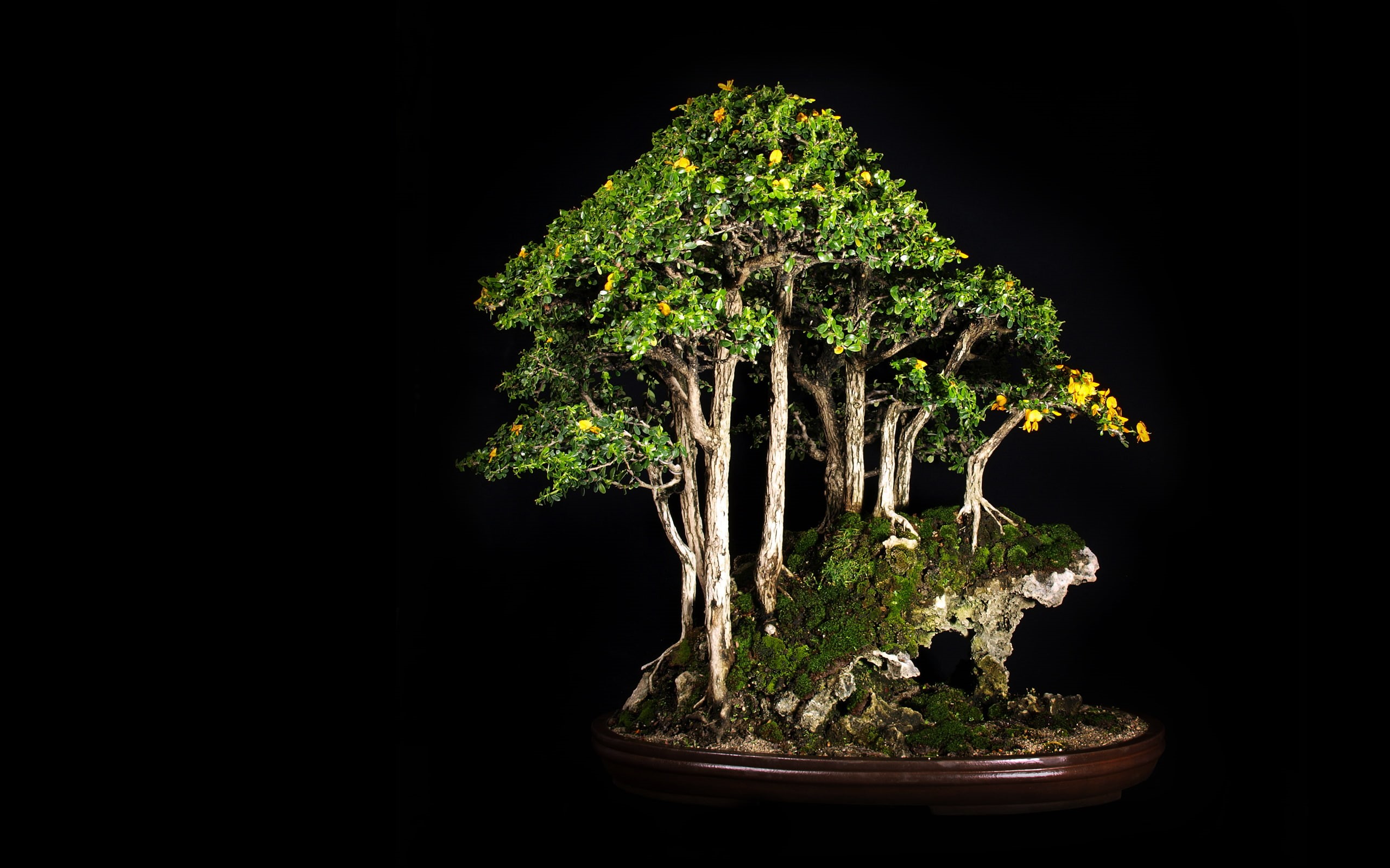 nature, hd, 2K, tree, black, bonsai, HD Wallpaper