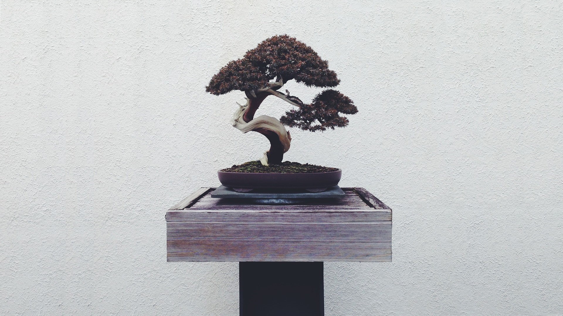 bonsai, 1080P, HD Wallpaper