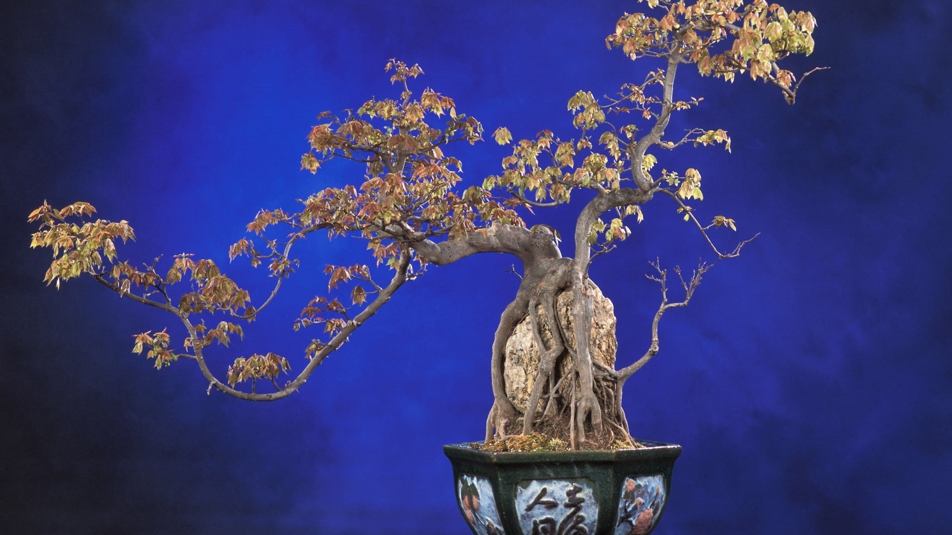 1080P, bonsai, nature, HD Wallpaper