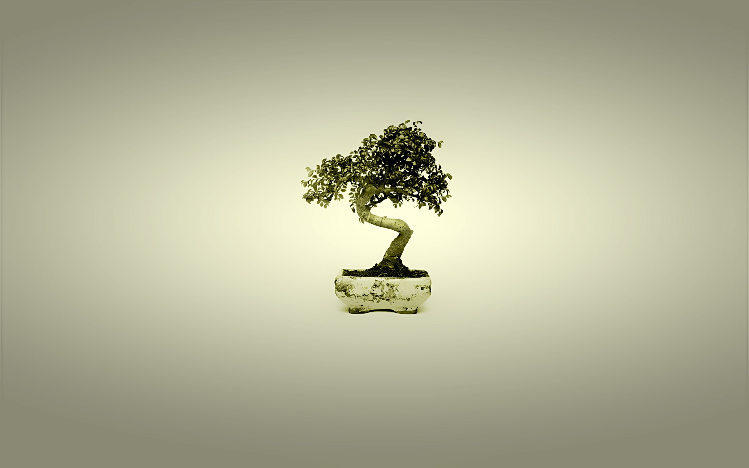 2K, simple background, miniatures, trees, bonsai, HD Wallpaper