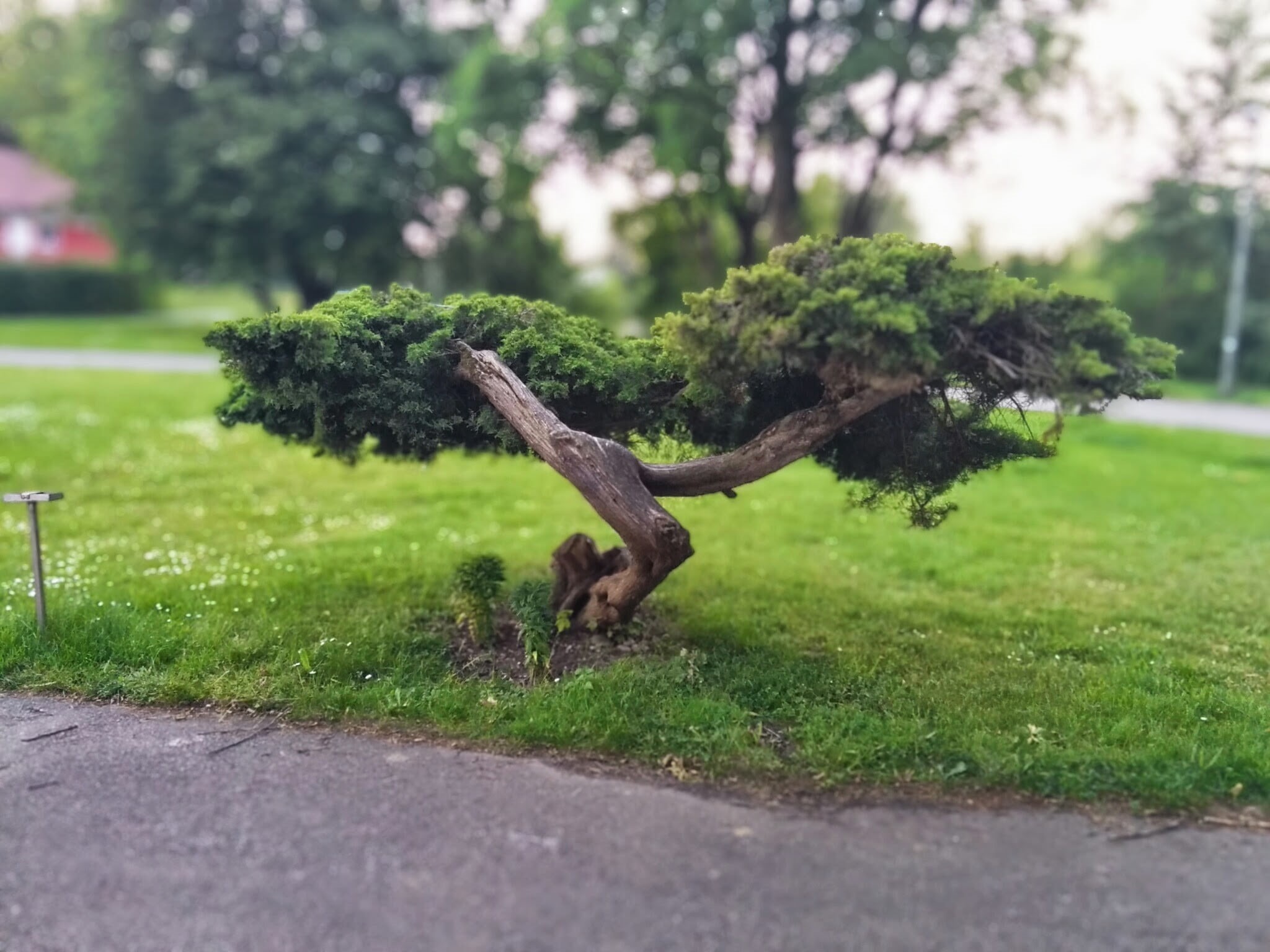 bonsai, animal, outdoors, nature, 1080P, leafed, tree, green, green color, growth, trees, no people, grass, field, animal themes, tree trunk, park, land, HD Wallpaper