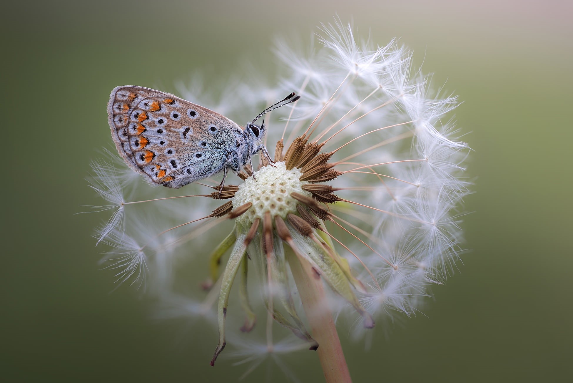 animal themes, plant, animal wildlife, 1080P, pollen, pollination, butterfly, animal, beauty in nature, flower, insect, focus on foreground, animals, macro, HD Wallpaper