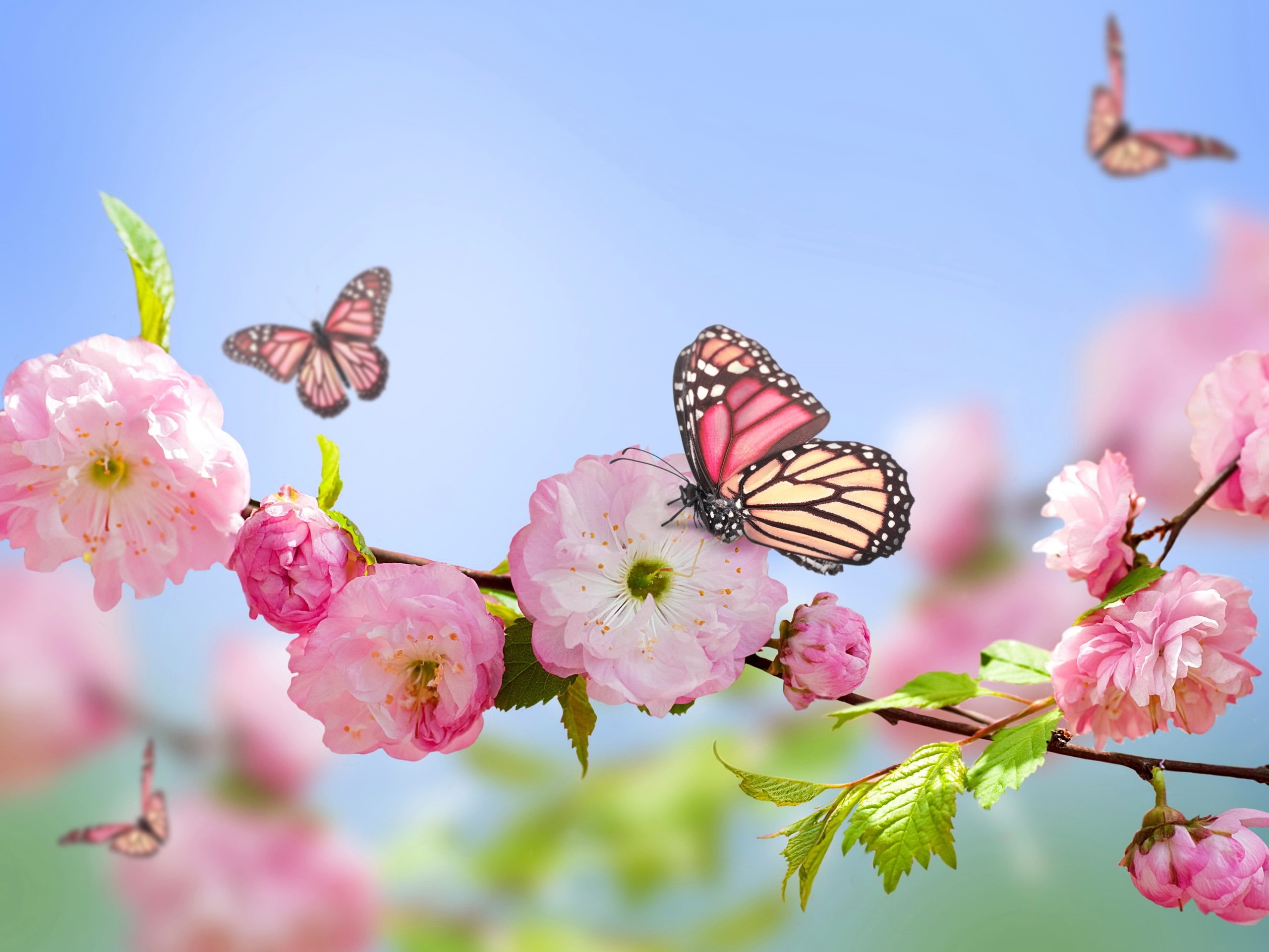 Butterflies, Blue, Sky, Pink, Spring, Flowers, 2K, HD Wallpaper