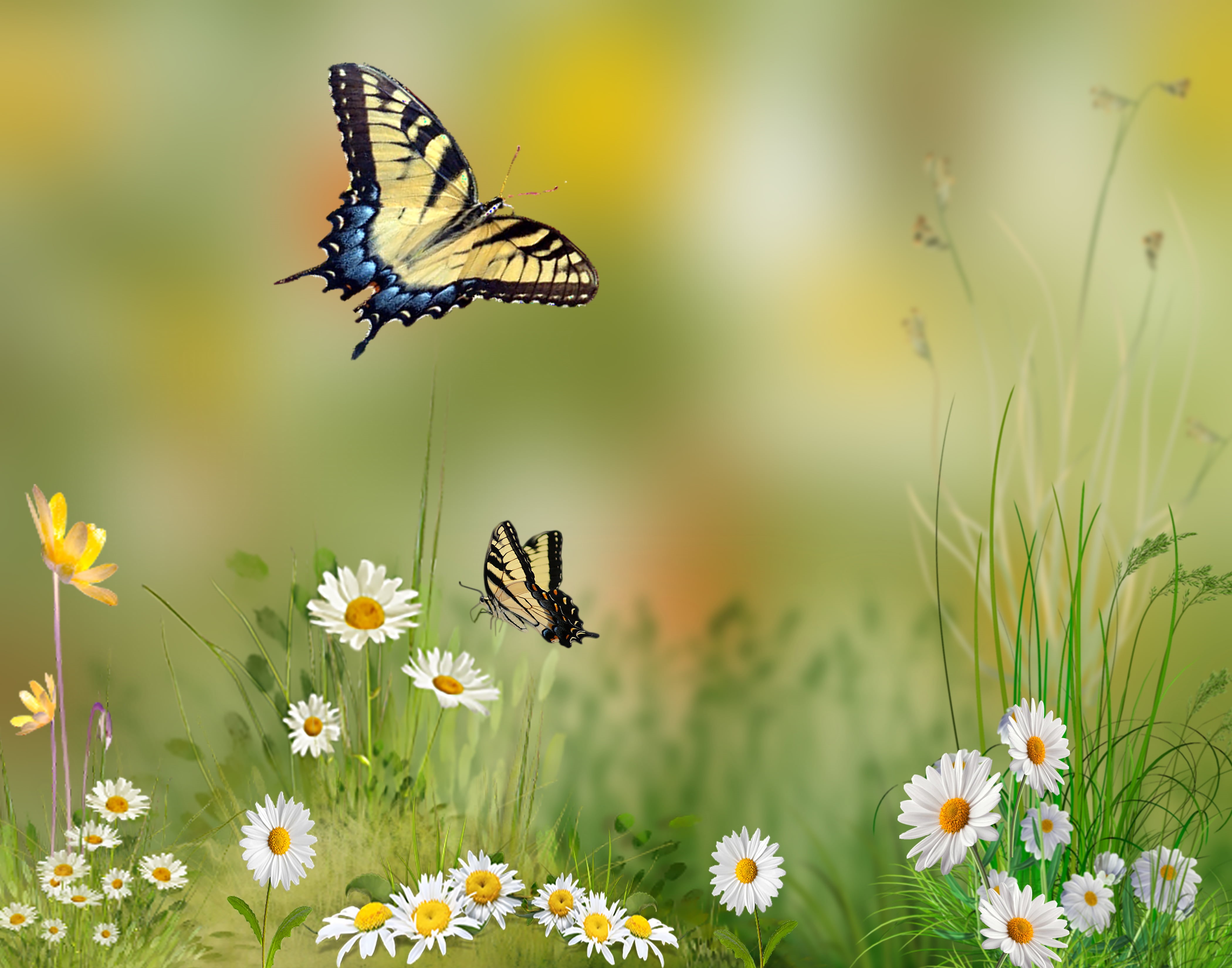 meadow, tiger, butterflies, flowers, Beautiful, flower, Tampa Florida, summer, Papilionidae, Swallowtail butterfly, two, plant, nature, Swallowtail butterflies, HD Wallpaper