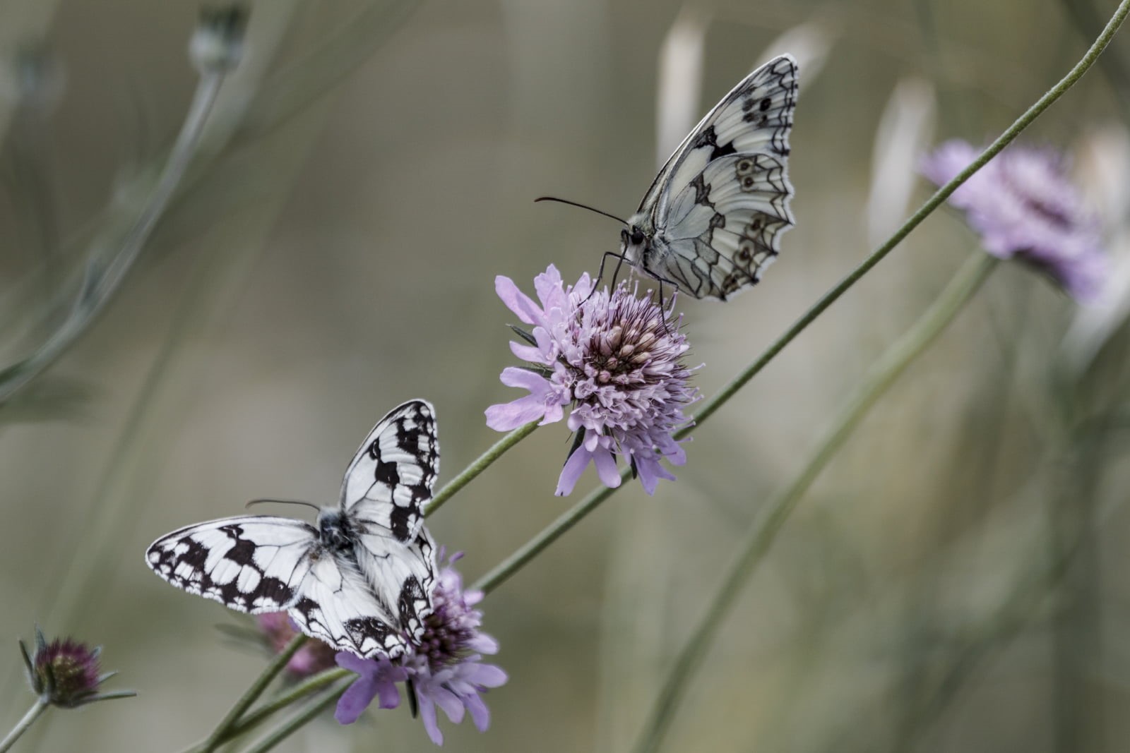 nature, norteña, flower, 720P, purple, marbled white, melanargia galathea, wildlife, animal Wing, photography, two, black-and-white, butterflies, black, HD Wallpaper