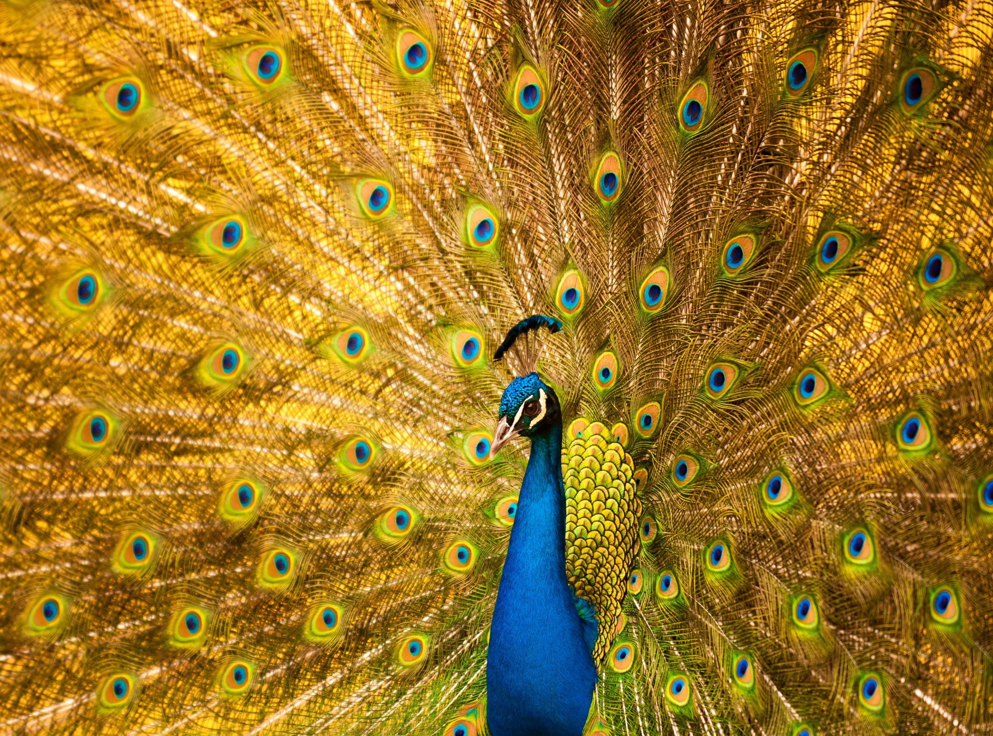 2K, day, beauty, Macro, Closeup, California, multi colored, Photography, world, fauna, no people, Arcadia, Colors, Blue, Vivid, Birds, feather, beautiful, HD Wallpaper