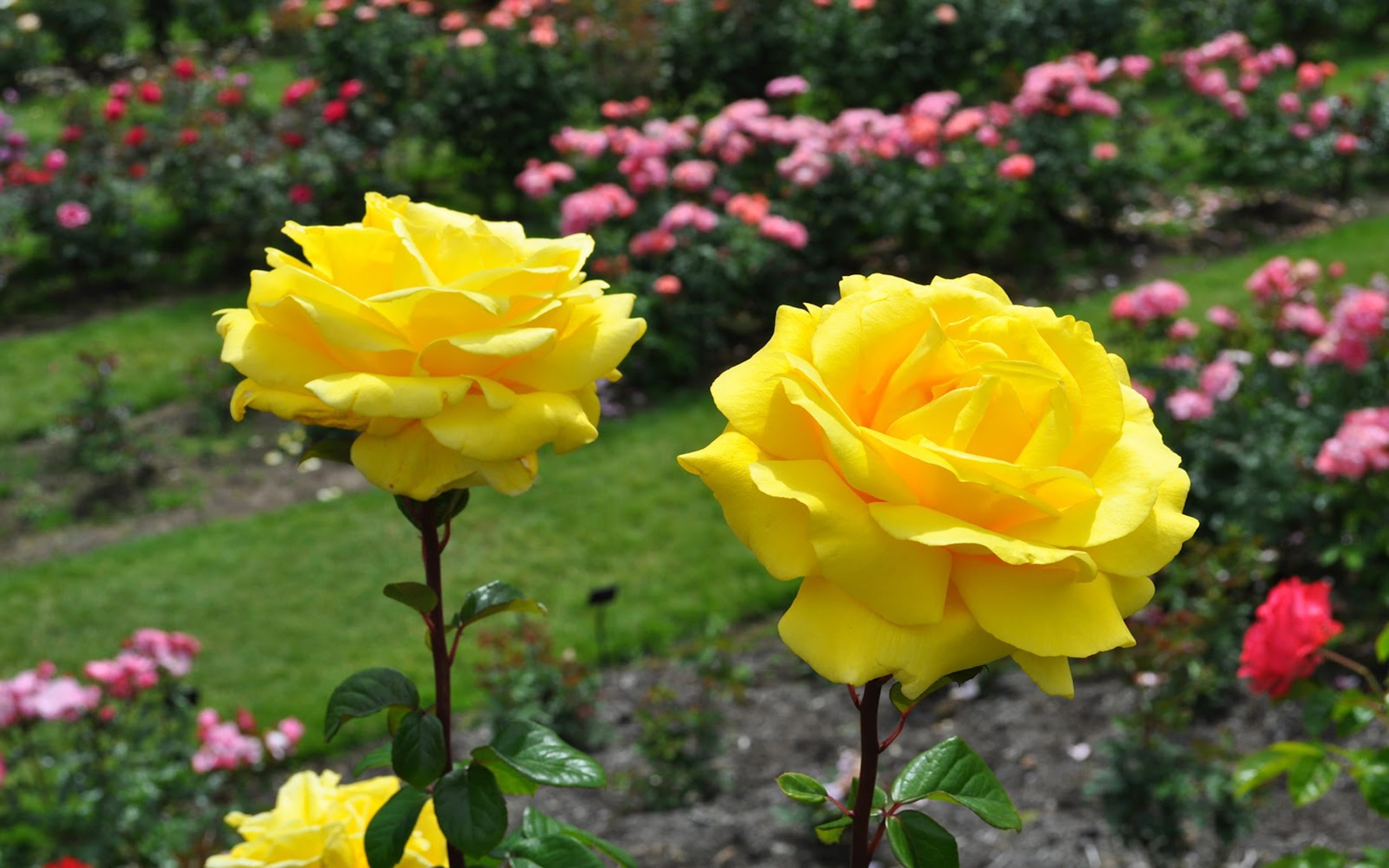 2K, yellow, beautiful, roses, HD Wallpaper