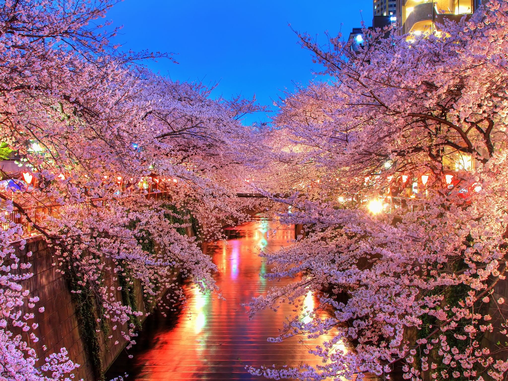 flowering plant, purple, street Light, blue, lighting equipment, 1080P, sakura, growth, beauty In Nature, cherry Blossom, autumn, famous Place, architecture, HD Wallpaper
