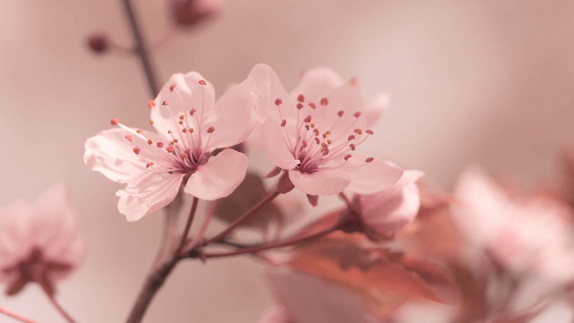 macro, 1080P, pink, color Image, day, defocused, leaf, april, tree, no People, branch, flower arrangement, plum blossom, season, pollen, closeup, japan, HD Wallpaper