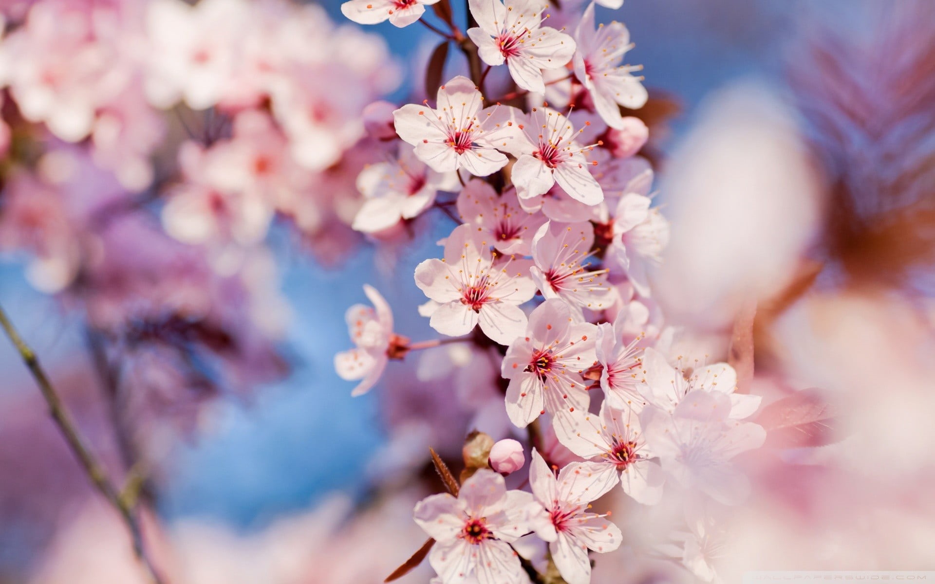 freshness, day, pink Color, botany, sakura, 1080P, springtime, season, flowers, cherry Tree, blossoming, april, beauty In Nature, bunch of flowers, flowering plant, HD Wallpaper