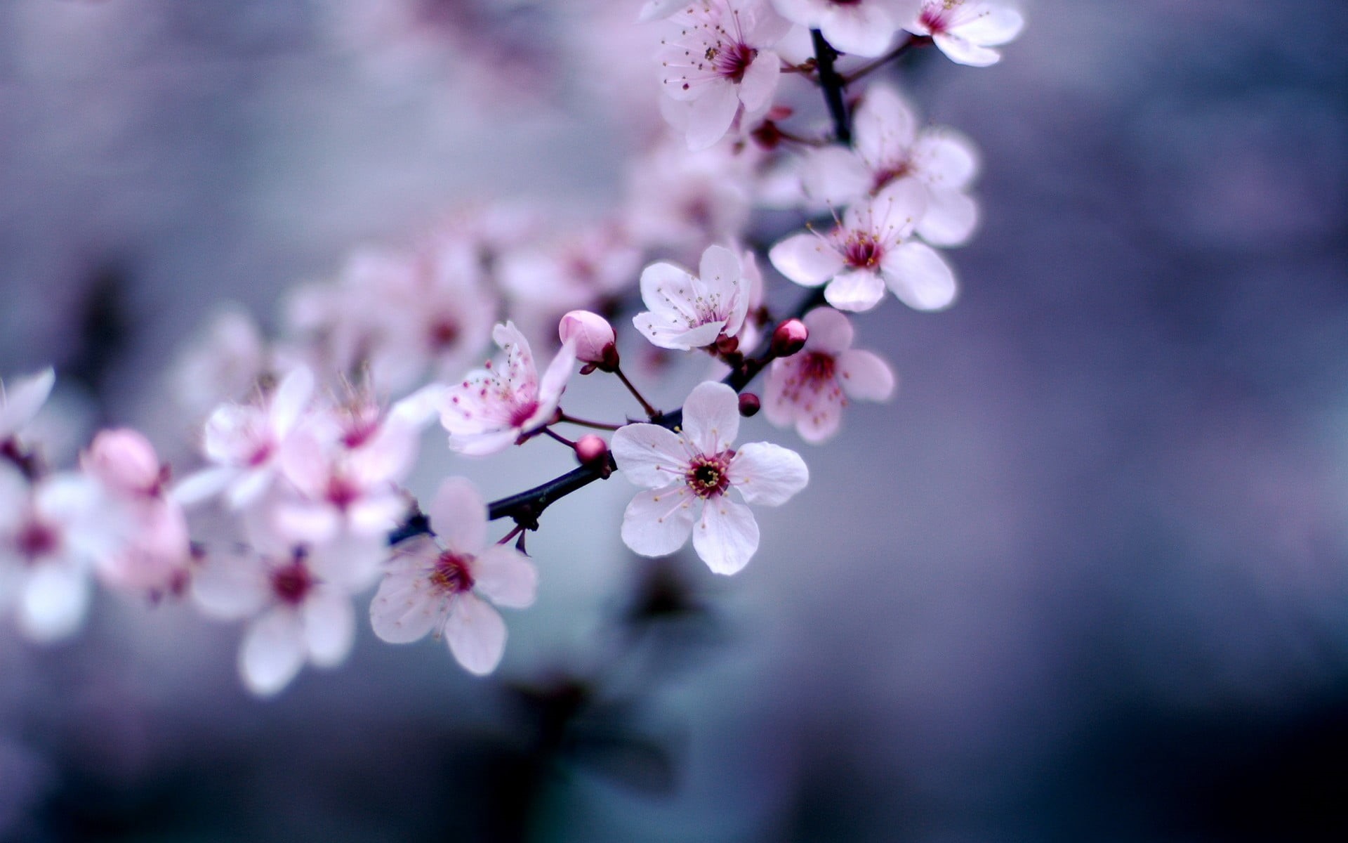 defocused, plum Blossom, photography, sakura, flowers, white, fragility, plant, plants, close-up, blossom, no People, color Image, japanese Culture, tree, HD Wallpaper