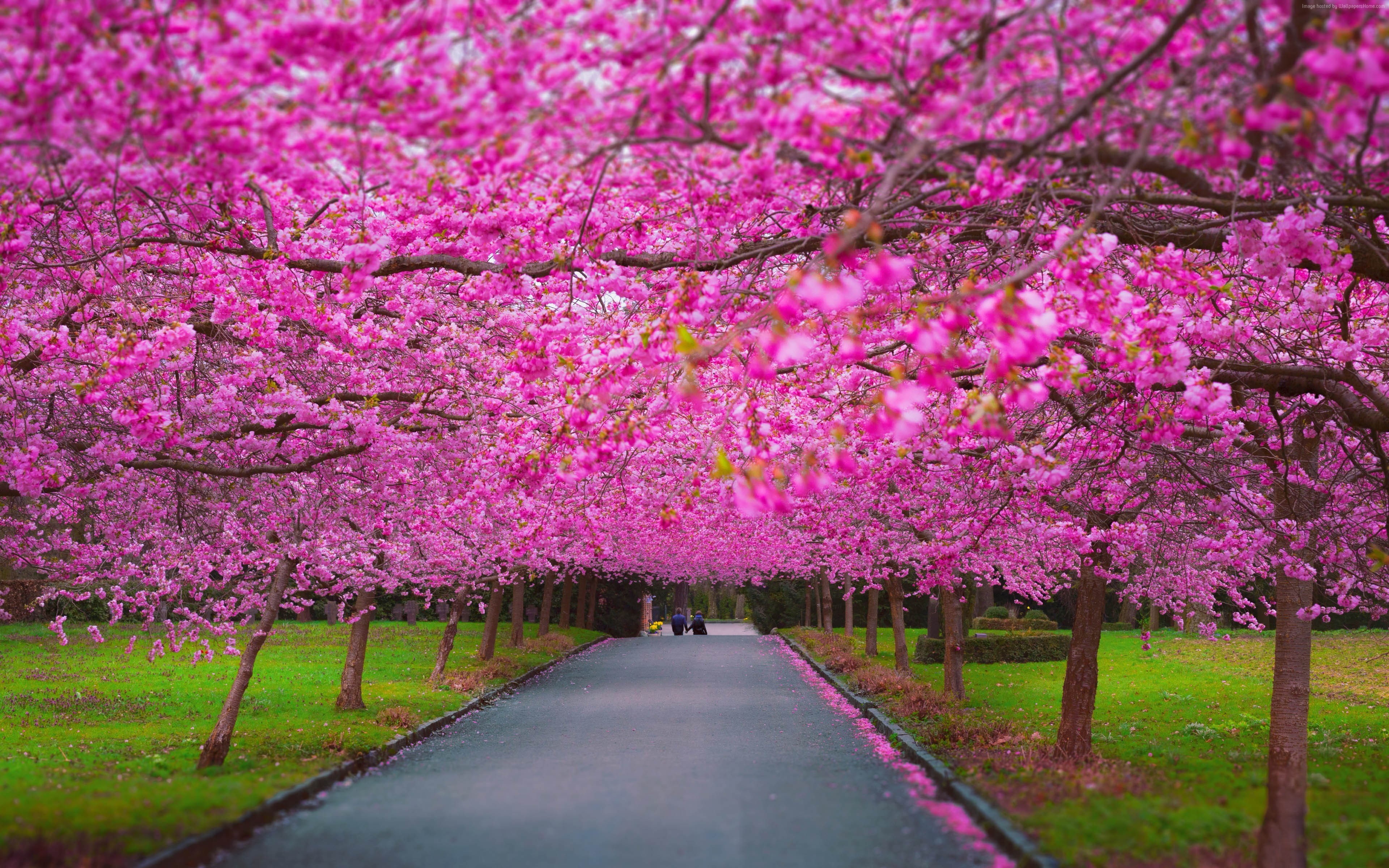 5k, sakura, 4k, trees, spring, 4K, HD Wallpaper