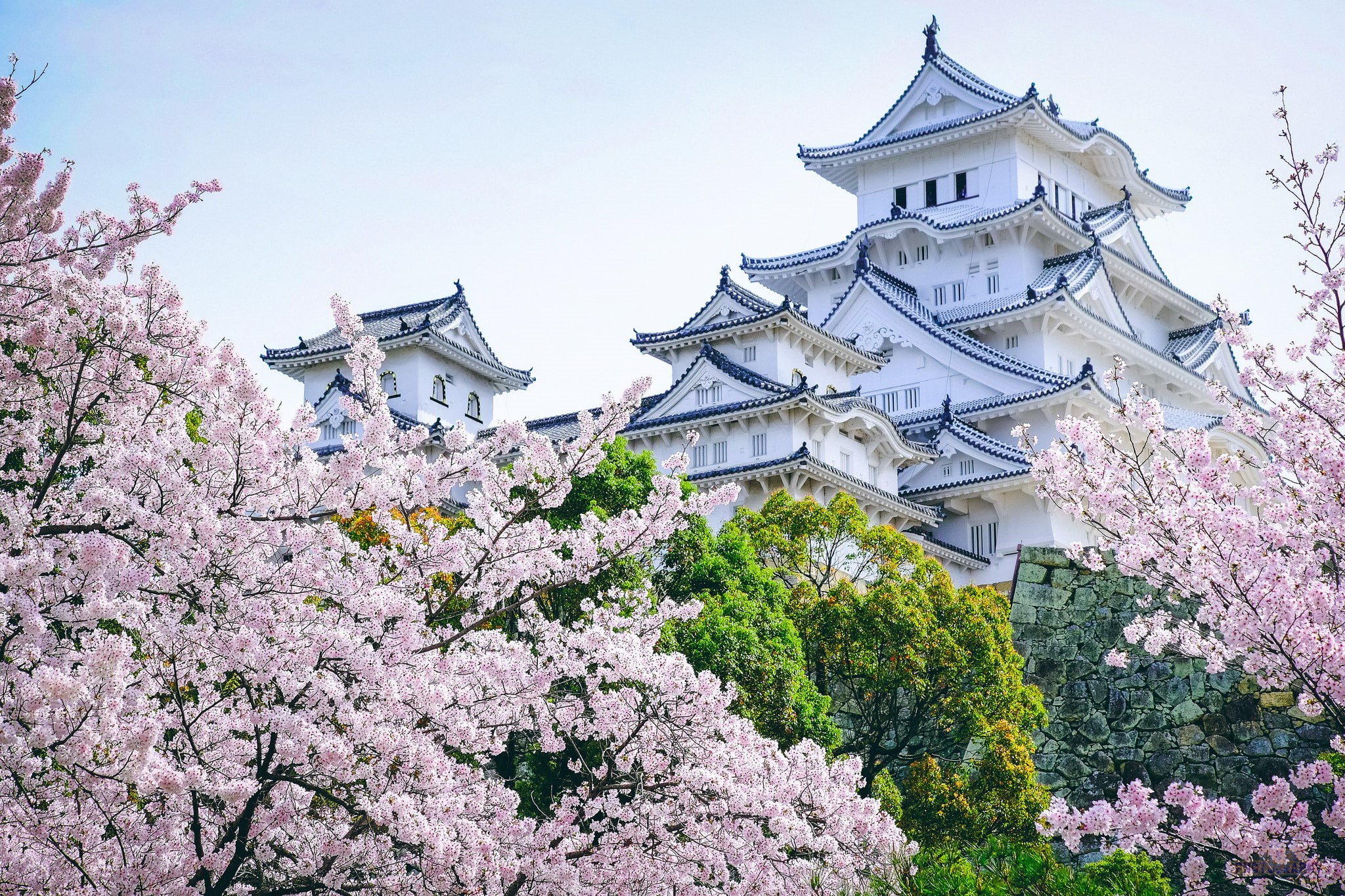pagoda, castle, trees, Japan, Sakura, 1080P, HD Wallpaper