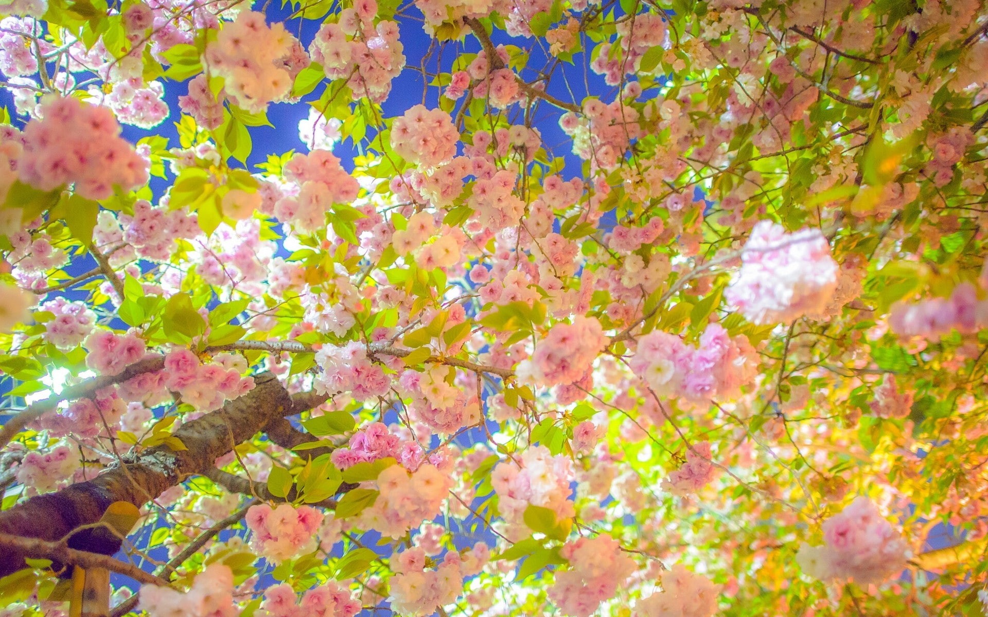 cherry, pink, bloom, sakura, spring, tree, blossoms, 1080P, branches, HD Wallpaper