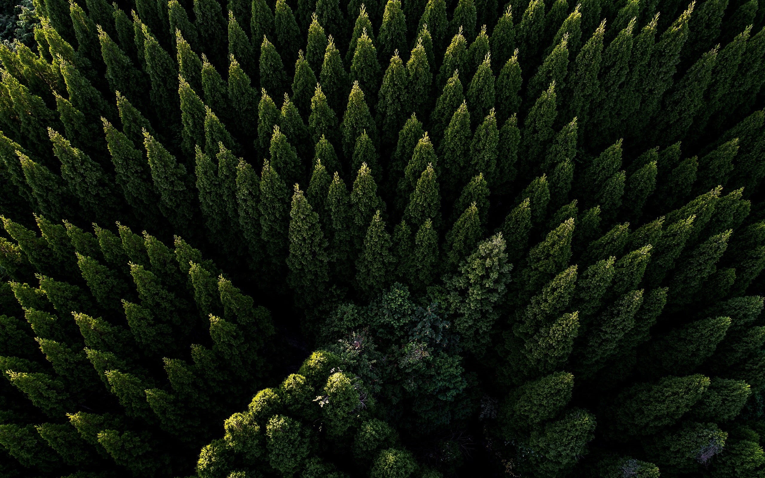 green, formal Garden, day, tree, forest, abundance, beauty In Nature, pine tree, environment, pine woodland, 2K, land, tranquility, close-up, aerial view, HD Wallpaper