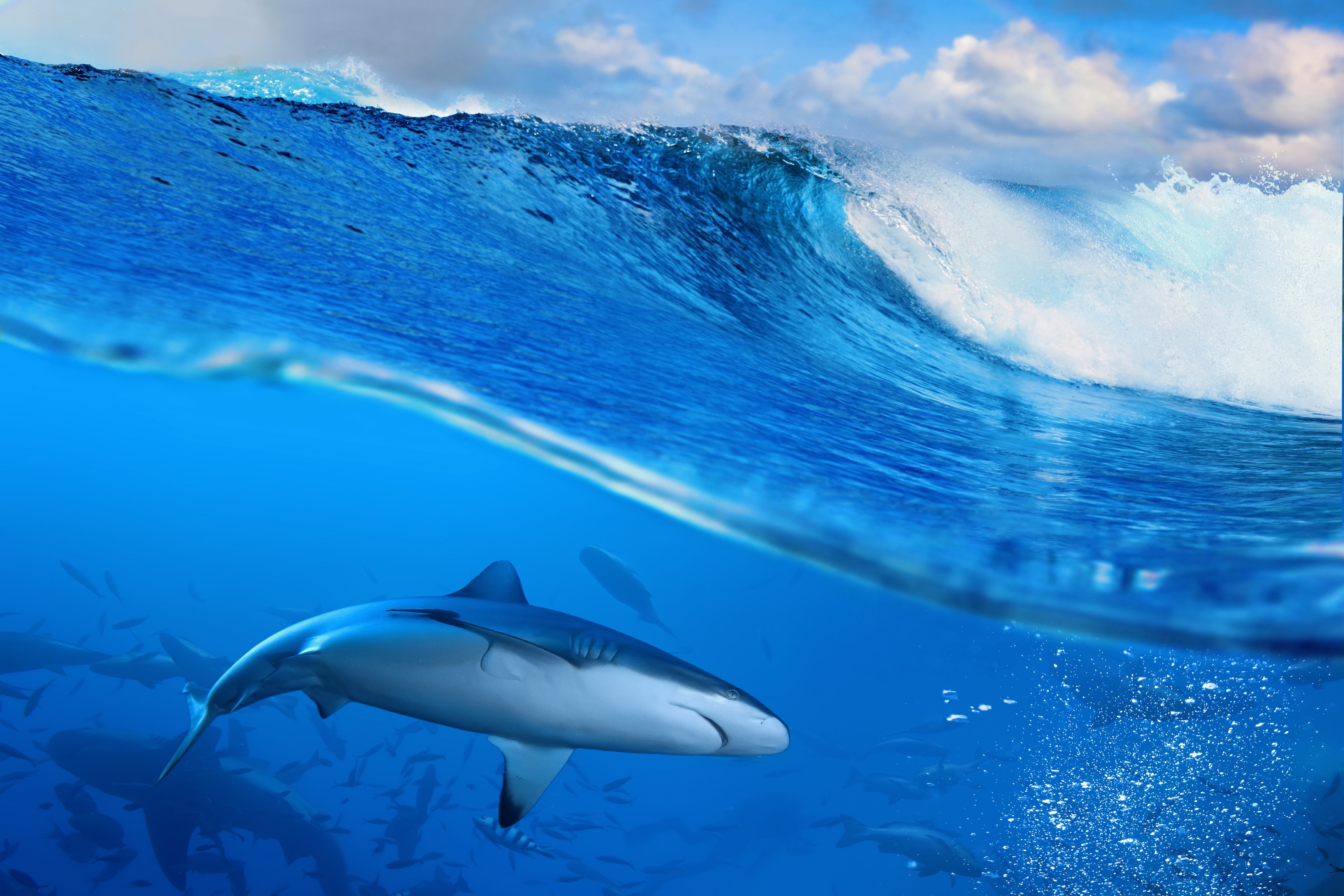 sea life, underwater, blue, white, animal, outdoors, fish, swimming, sea, vertebrate, motion, nature, animals, one animal, marine, waves, digital, HD Wallpaper