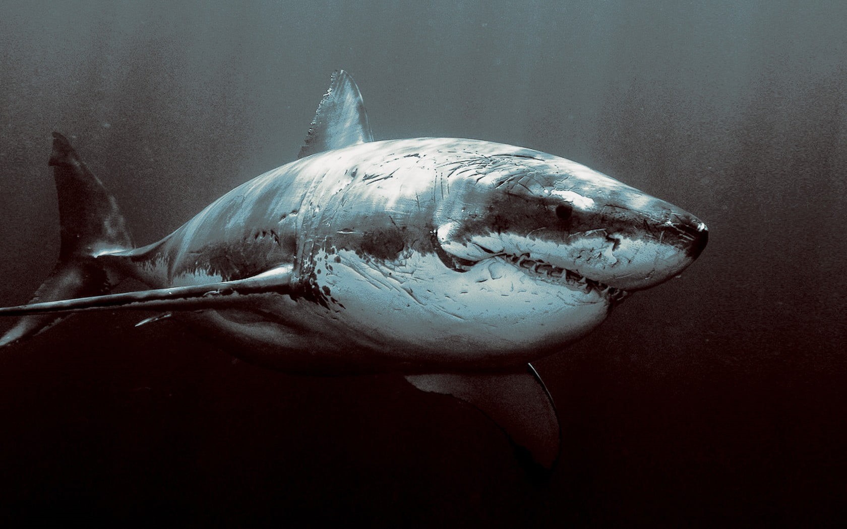 animals, swimming, vertebrate, fish, animal, aquarium, animal themes, one animal, water, animals in the wild, close-up, white, animal wildlife, Great White Shark, HD Wallpaper
