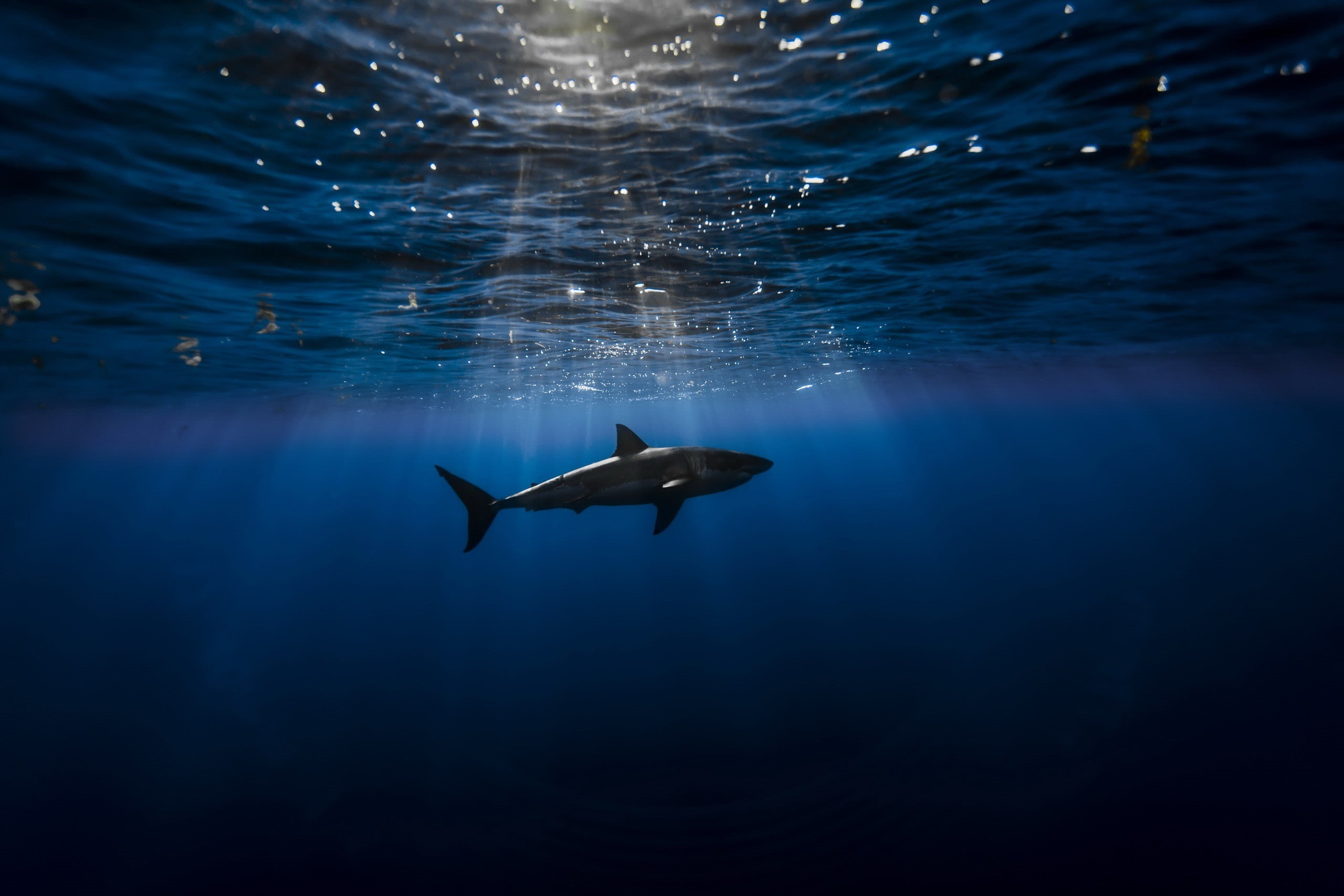 nature, hd, sea, white, amazing, 2K, amazing animals, great, shark, HD Wallpaper