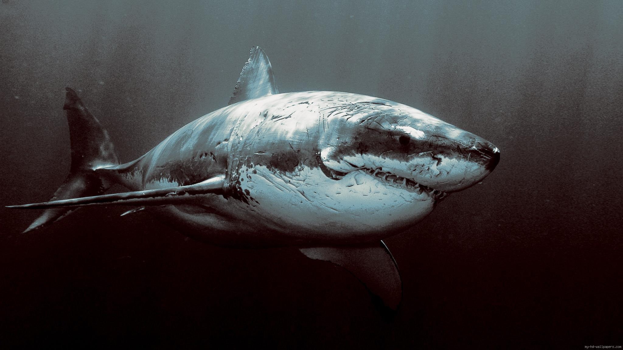 scary, 1080P, great, shark, animal, see, white, HD Wallpaper